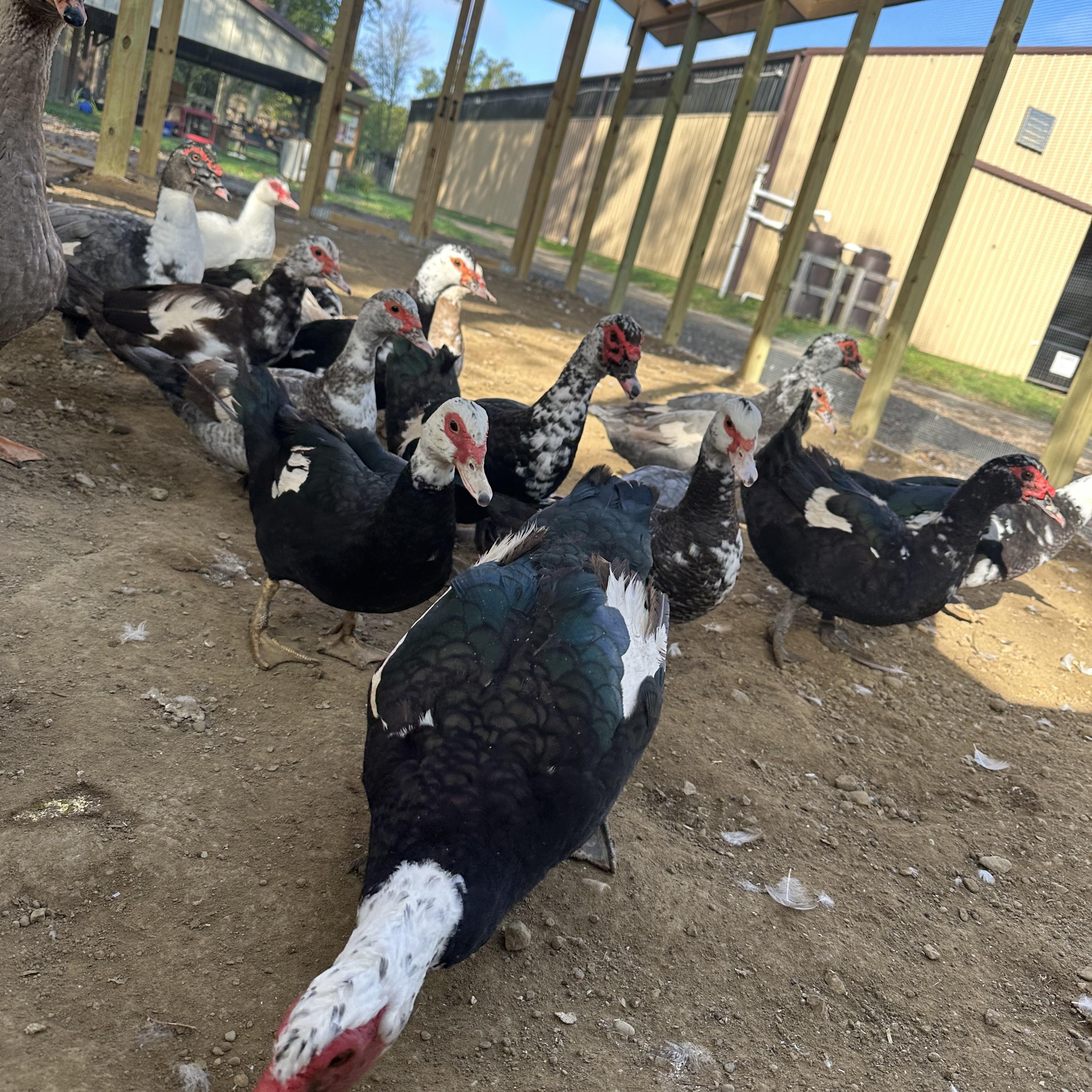 Enlarge Ducks & Geese (16 Muscovy, 3 Khaki, 1 Pekin, 1 Rouen Mix, & 4 Geese), a Adoptable Duck in Ravenna, OH image 5/6