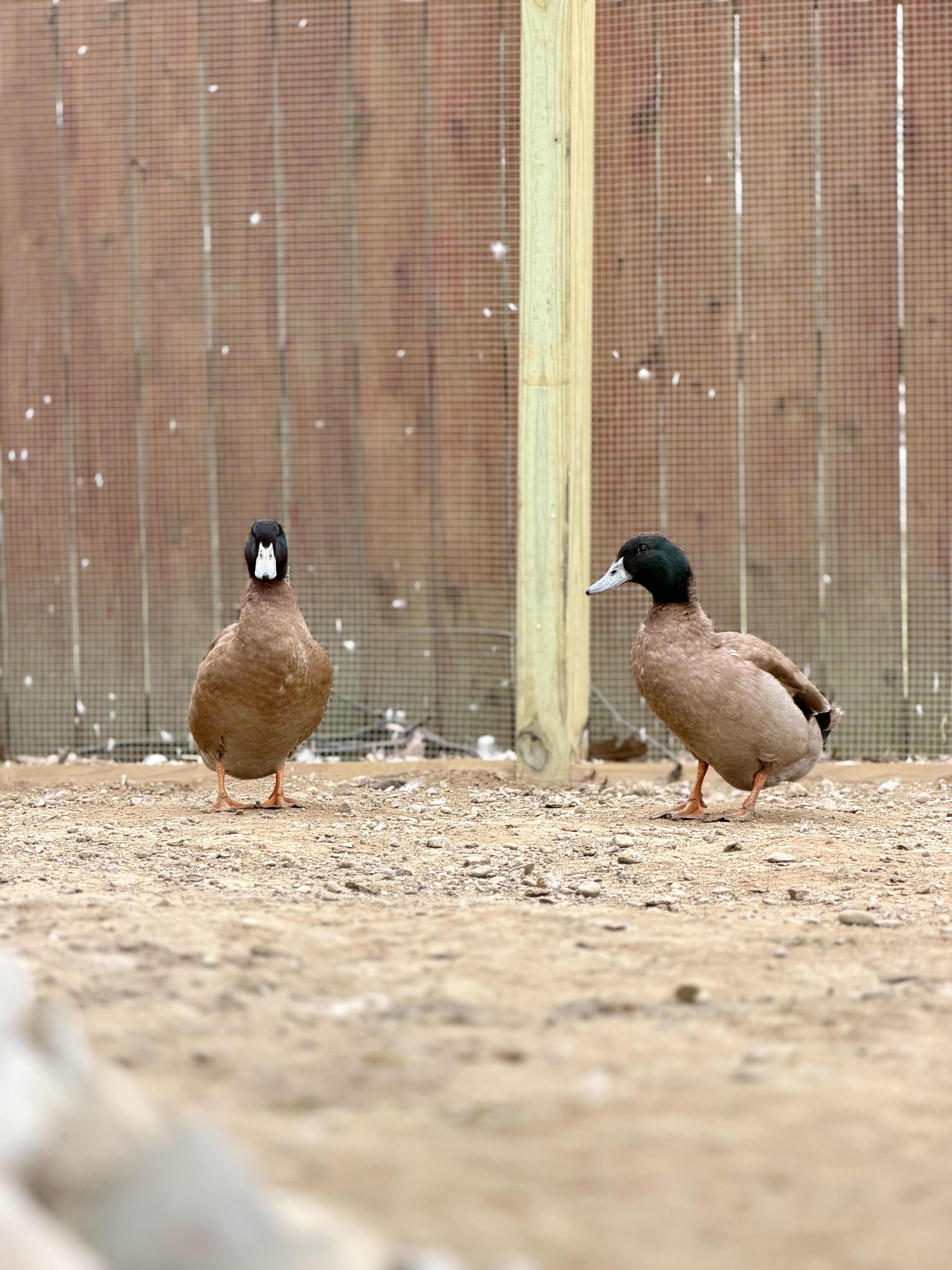 Enlarge Ducks & Geese (6 Male Muscovy, 4 Male Khaki Mixes, 2 Pekings, 2 Geese & 1 Female Goose), a Adoptable Duck in Ravenna, OH image 4/6