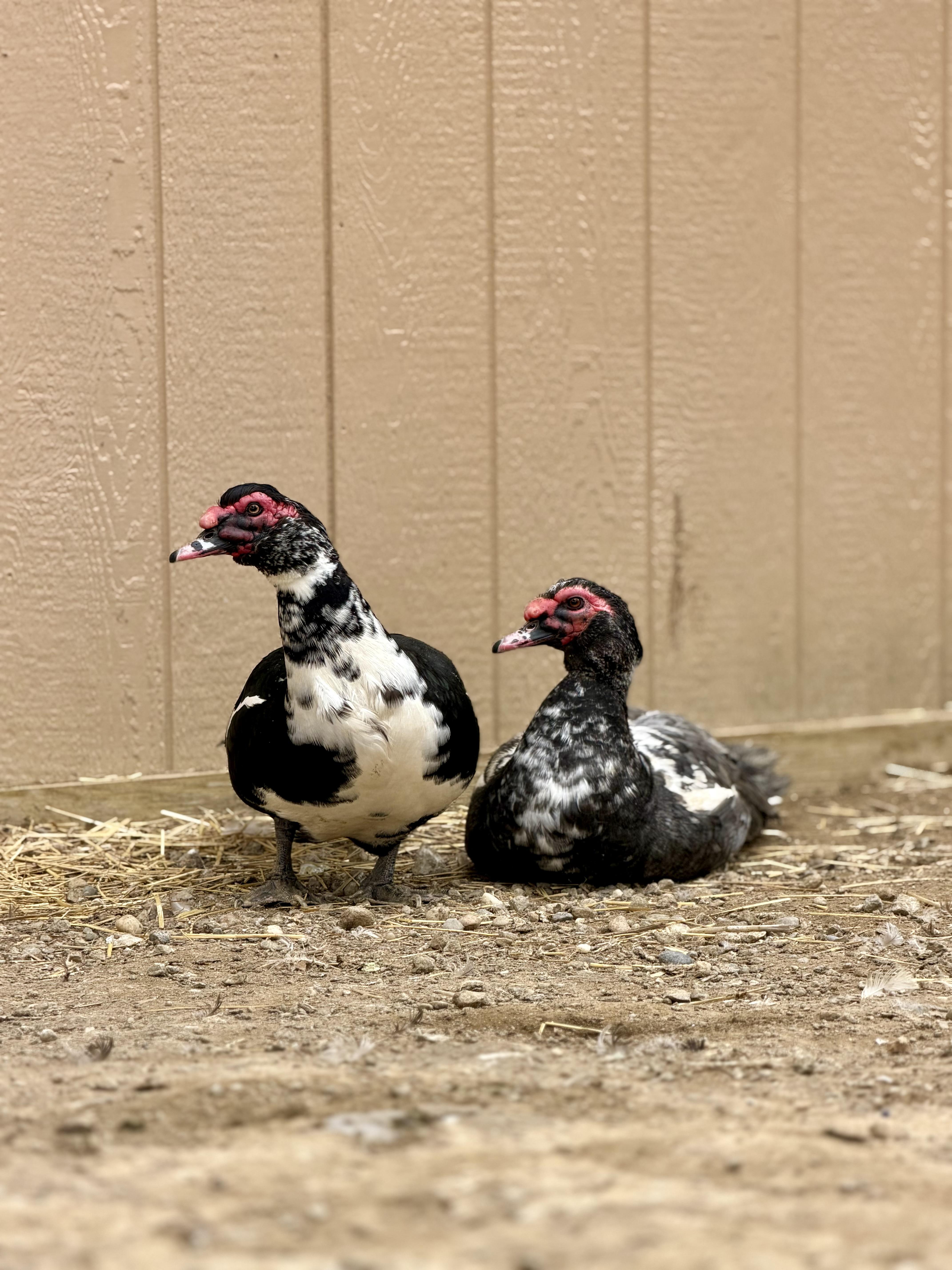 Ducks (6 Male Muscovy & 4 Male Khaki Mixes), Adoptable, Adult Unknown Duck.