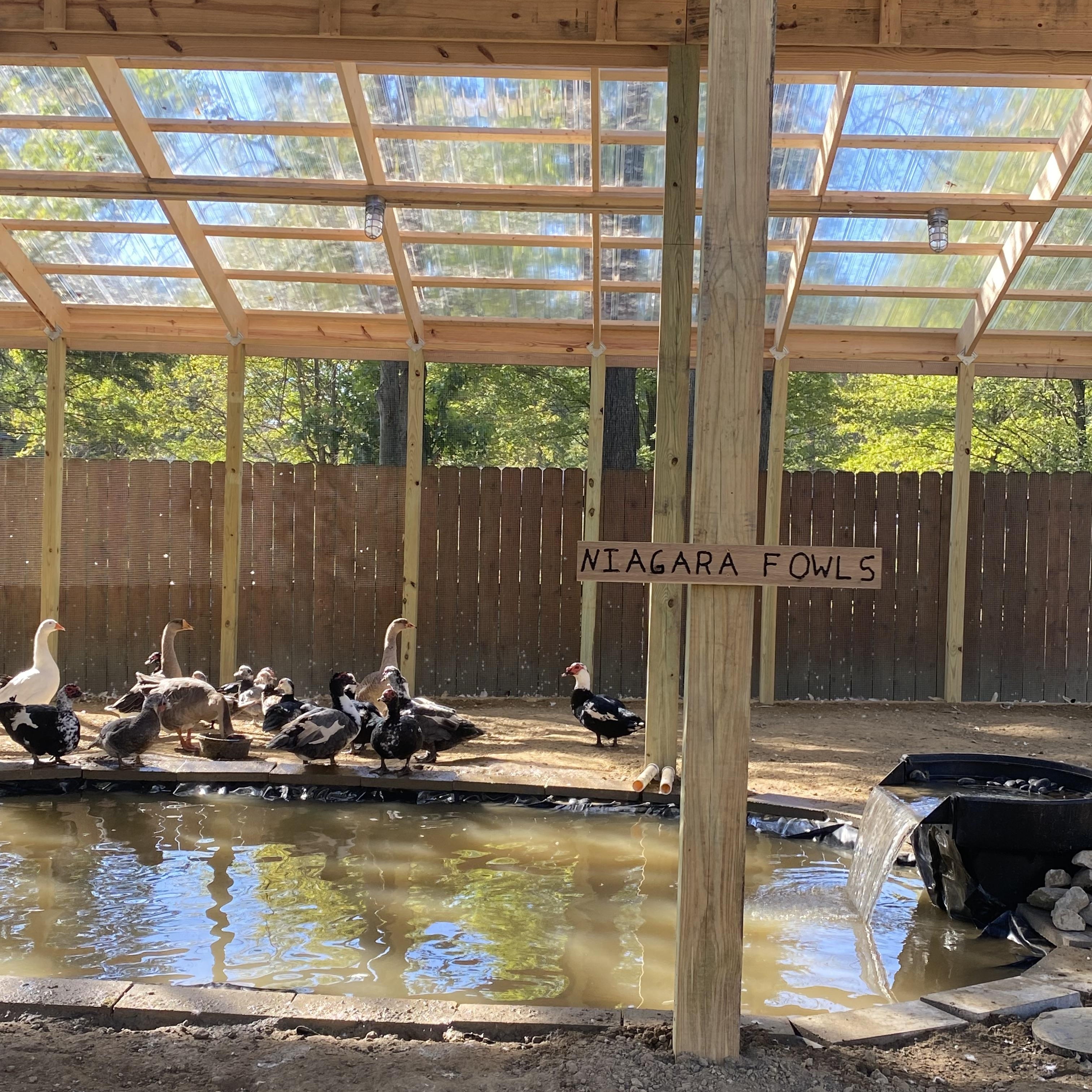 Enlarge Ducks & Geese (16 Muscovy, 3 Khaki, 1 Pekin, 1 Rouen Mix, & 4 Geese), a Adoptable Duck in Ravenna, OH image 2/6