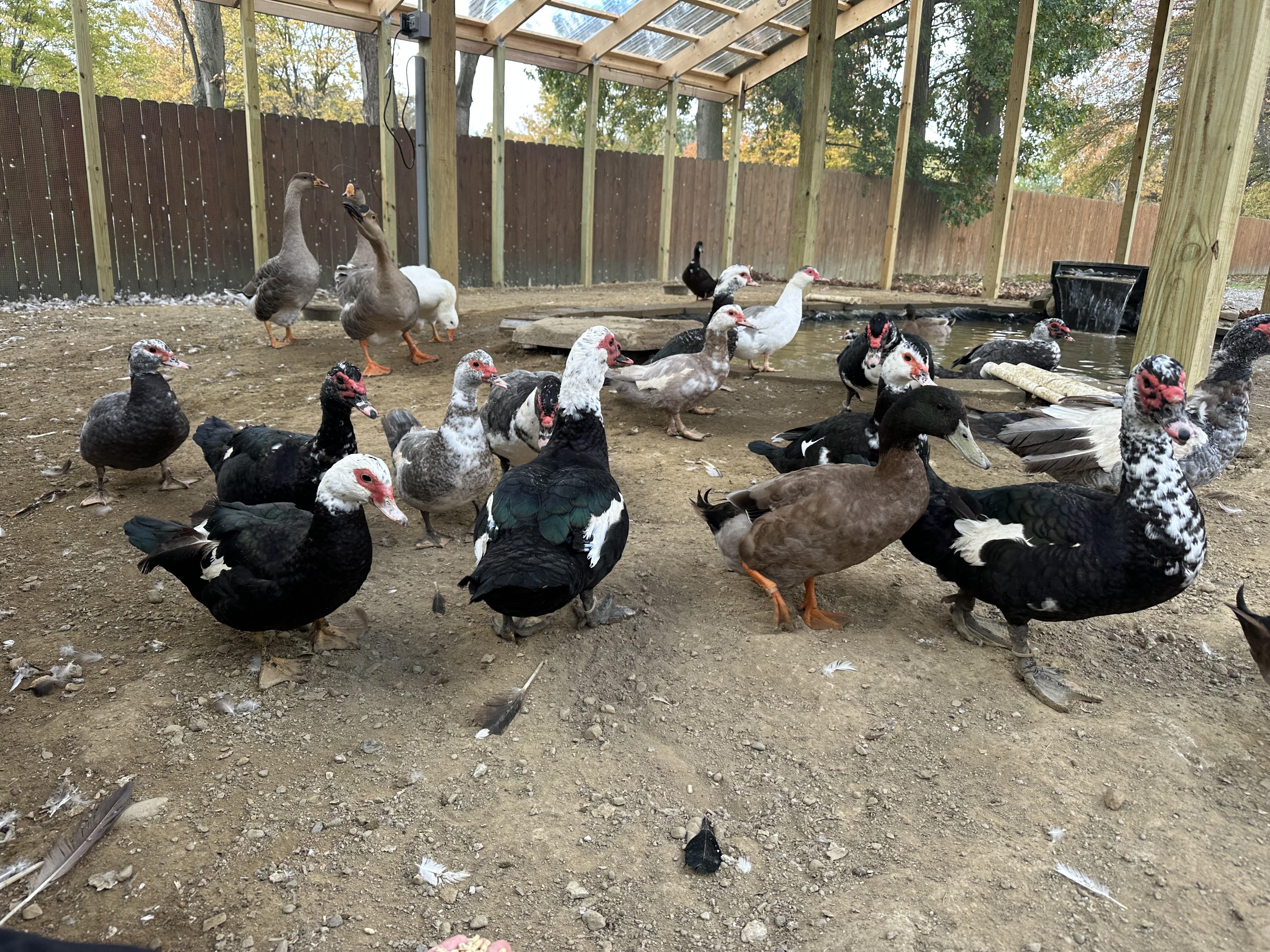 Enlarge Ducks & Geese (16 Muscovy, 3 Khaki, 1 Pekin, 1 Rouen Mix, & 4 Geese), a Adoptable Duck in Ravenna, OH image 1/6