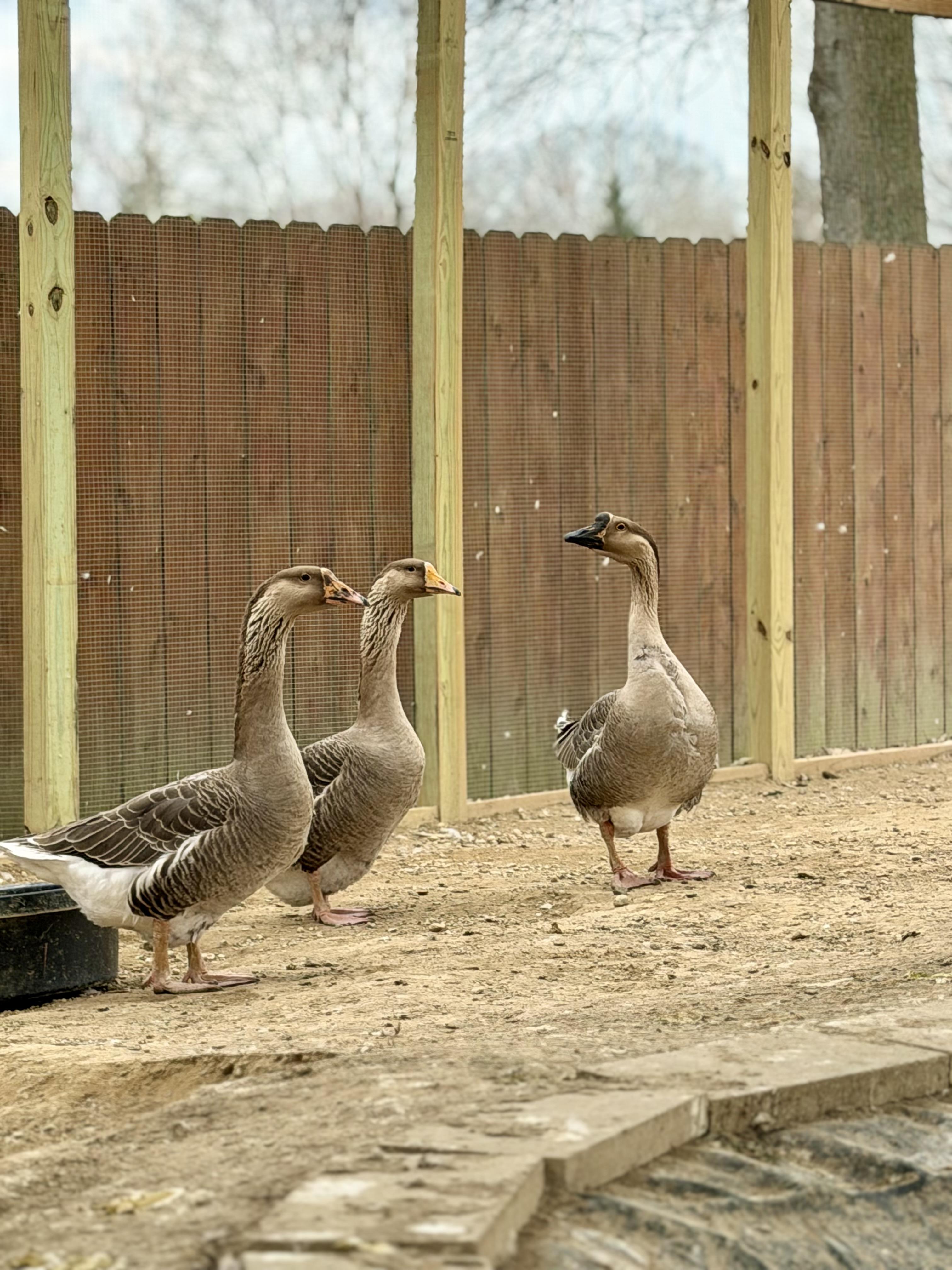 Enlarge Ducks & Geese (6 Male Muscovy, 4 Male Khaki Mixes, 2 Pekings, 2 Geese & 1 Female Goose), a Adoptable Duck in Ravenna, OH image 3/6