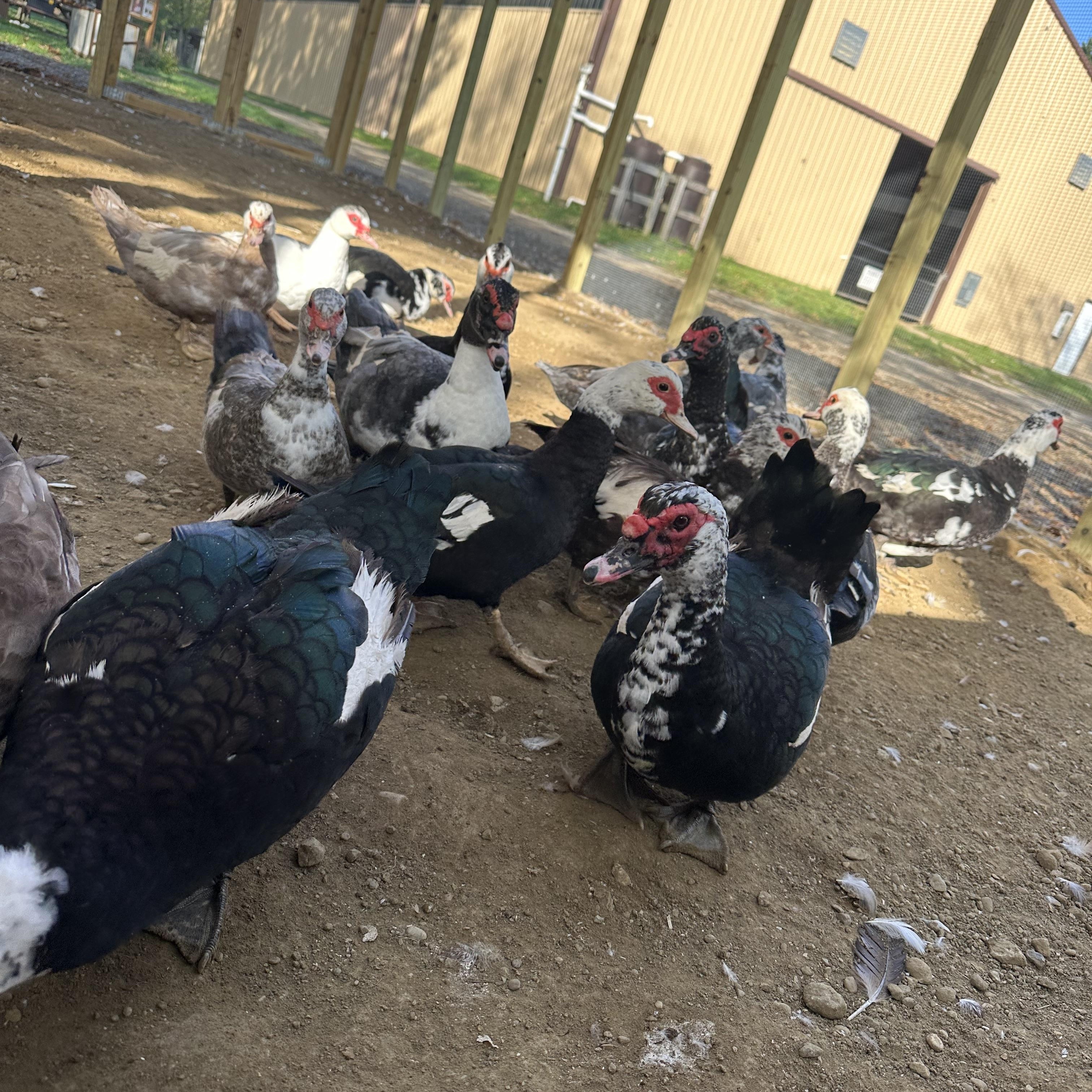Enlarge Ducks & Geese (16 Muscovy, 3 Khaki, 1 Pekin, 1 Rouen Mix, & 4 Geese), a Adoptable Duck in Ravenna, OH image 4/6