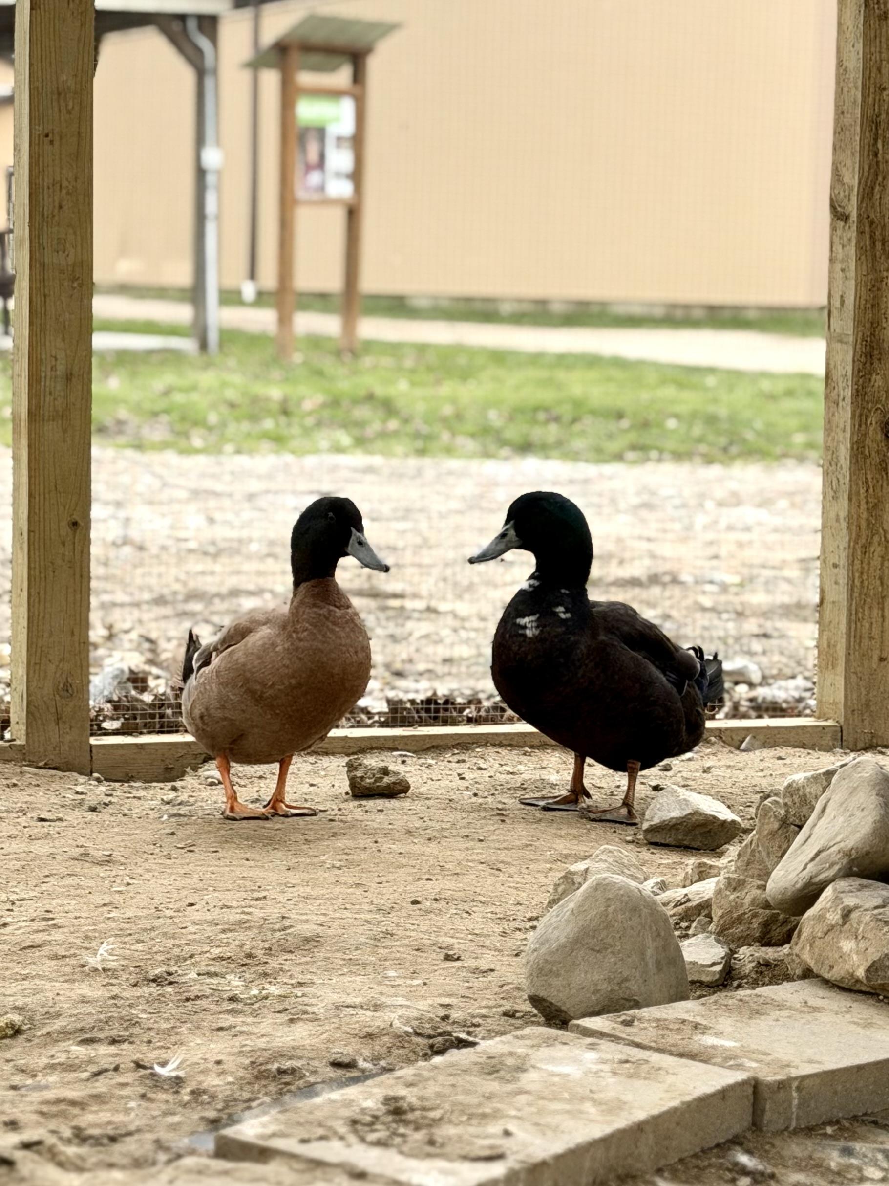 Ducks (2 Male Pekin, 2 Male Swedish, & 1 Male Rouen mix), Adoptable, Adult Unknown Duck.