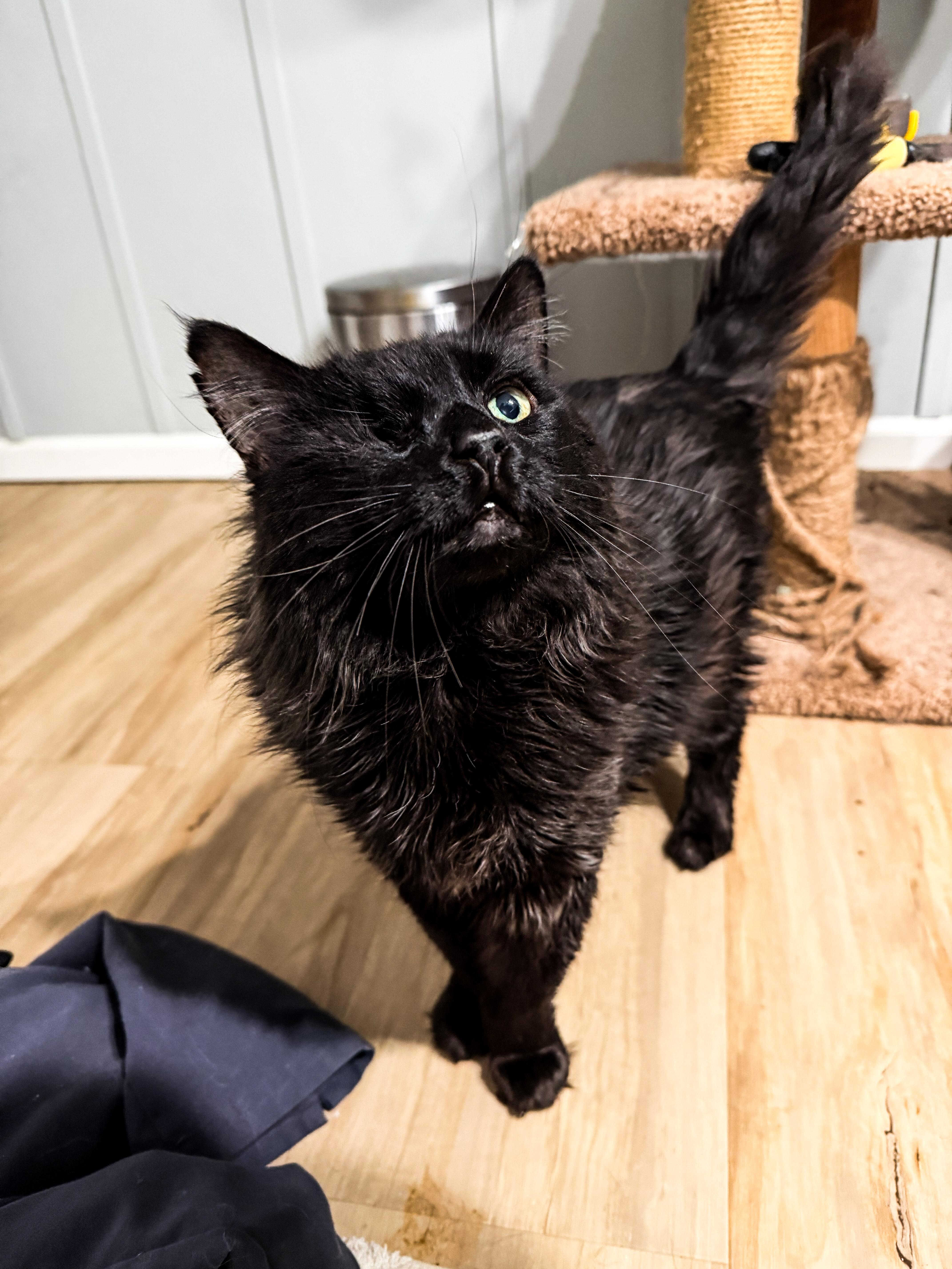 Quill, Adoptable, Adult Male Domestic Medium Hair.