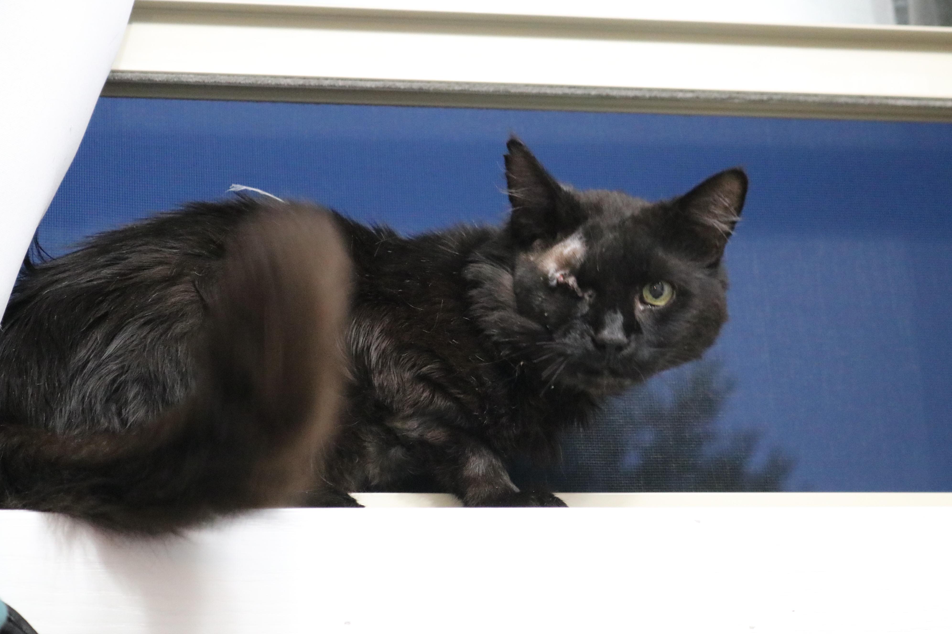 Enlarge Quill, a Adoptable Domestic Medium Hair in Sartell, MN image 1/4