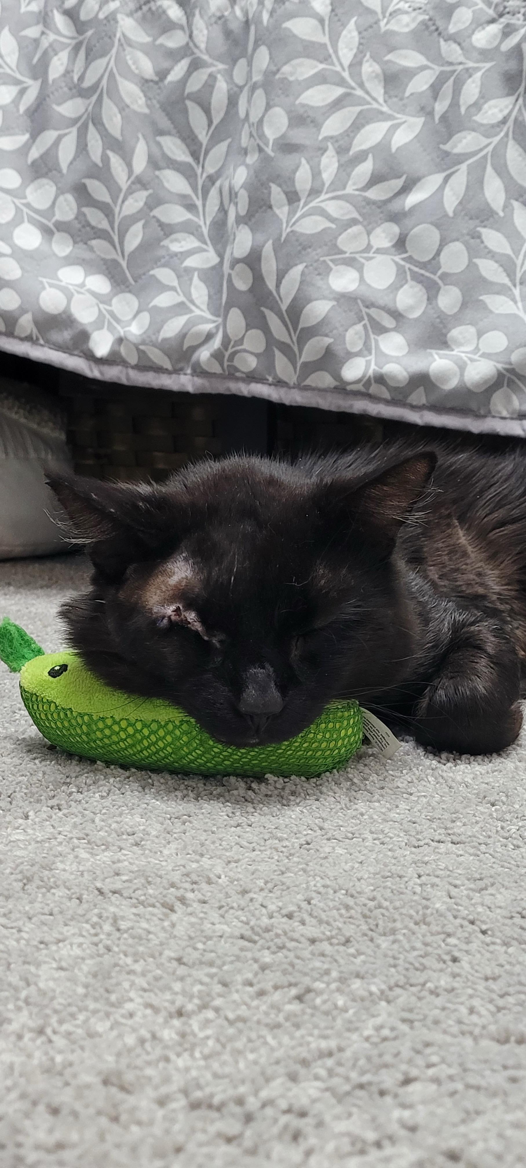 Enlarge Quill, a Adoptable Domestic Medium Hair in Sartell, MN image 2/4