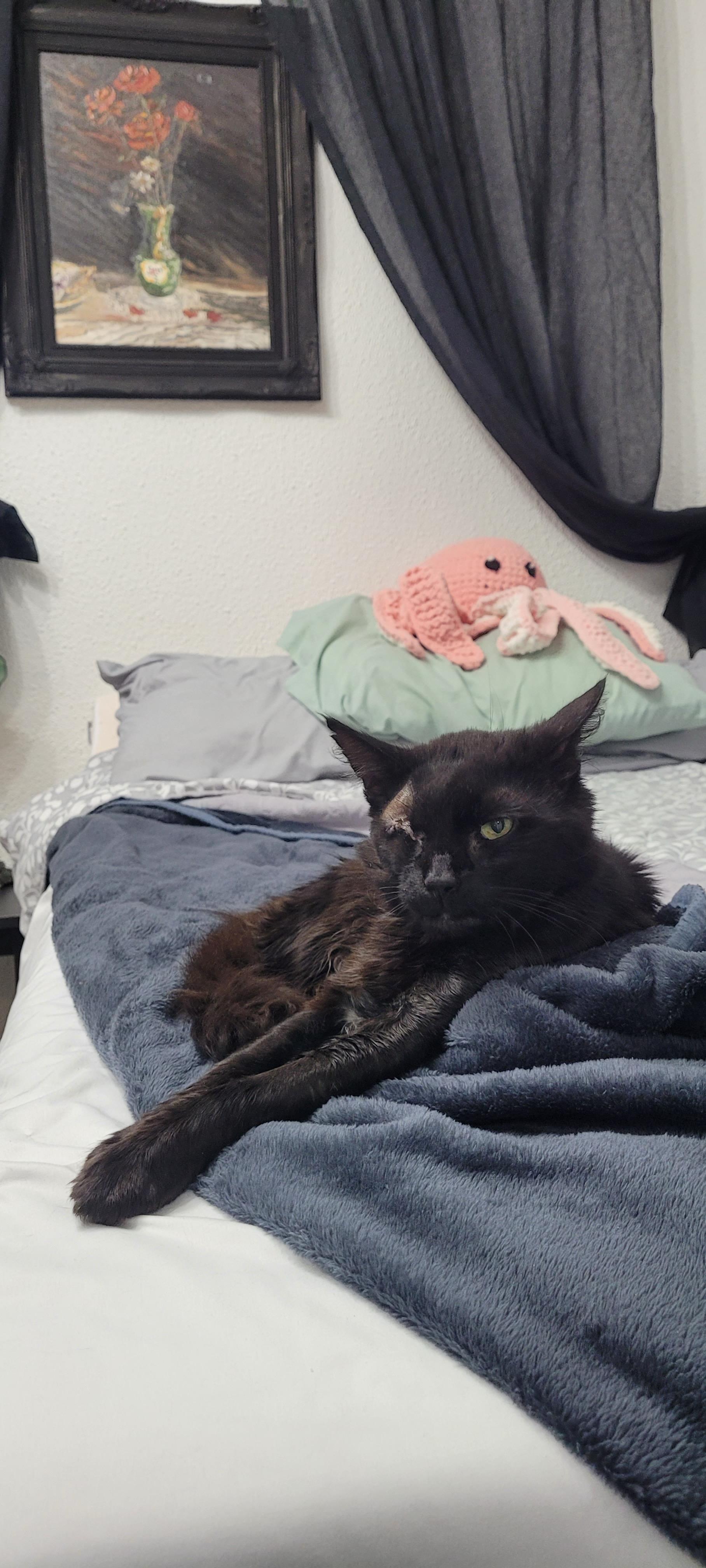 Enlarge Quill, a Adoptable Domestic Medium Hair in Sartell, MN image 3/4