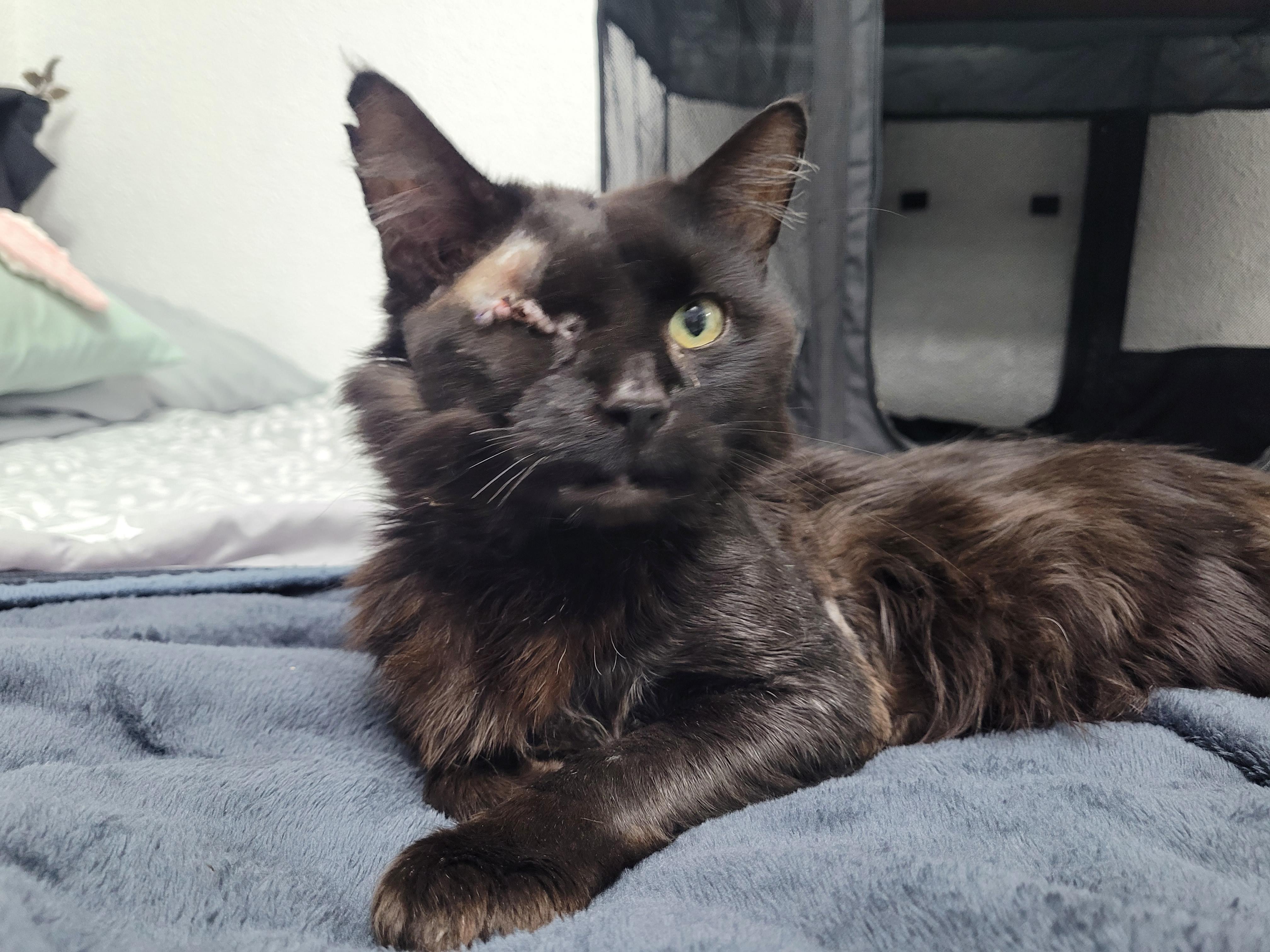 Enlarge Quill, a Adoptable Domestic Medium Hair in Sartell, MN image 4/4