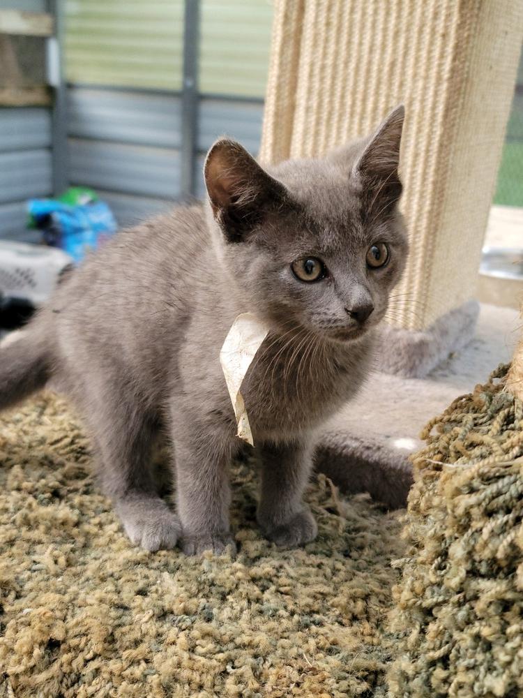 Cumby, Adopted, Kitten Female American Shorthair.