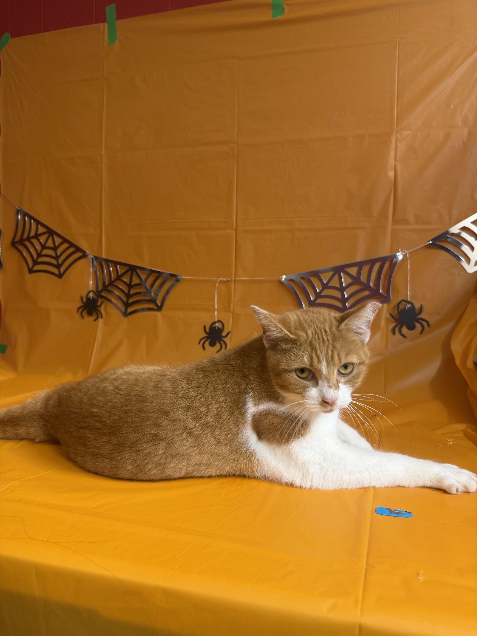 Enlarge Reginald "Reggie", a Adoptable Domestic Short Hair in Maple Heights, OH image 1/3