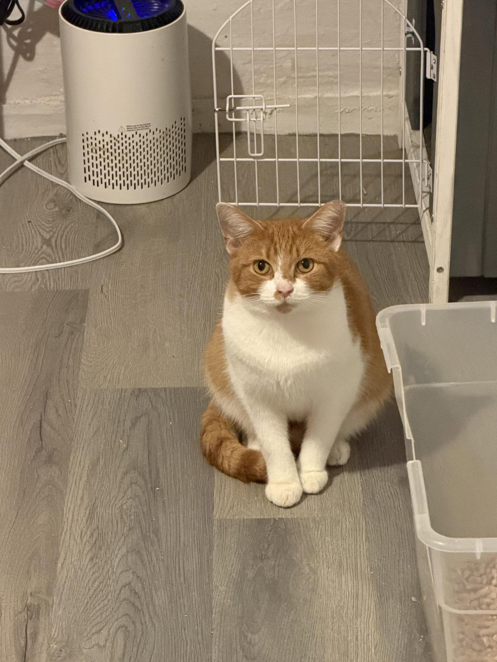 Enlarge Reginald "Reggie", a Adoptable Domestic Short Hair in Maple Heights, OH image 2/3