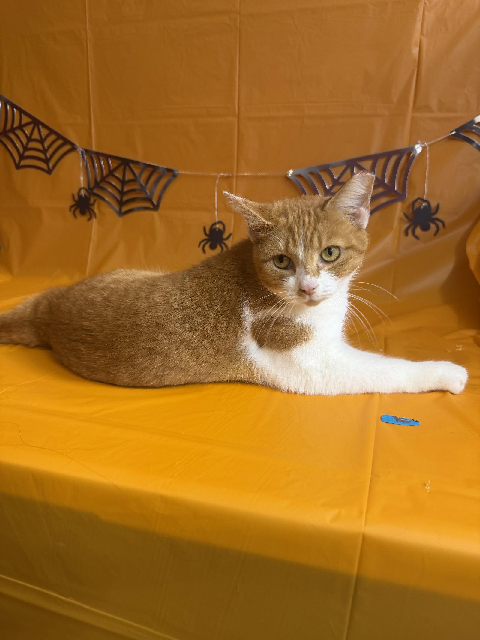 Enlarge Reginald "Reggie", a Adoptable Domestic Short Hair in Maple Heights, OH image 3/3
