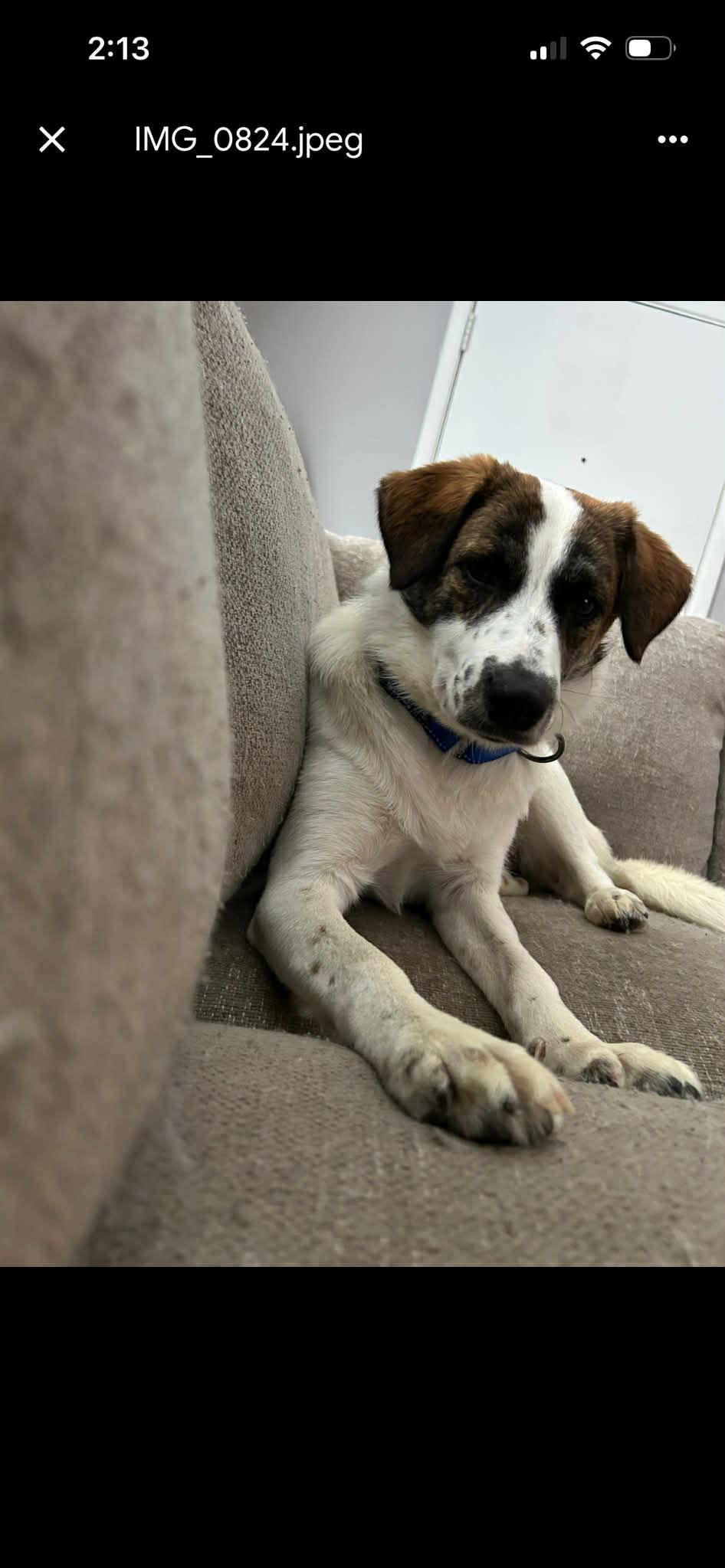London, Adoptable, Young Female Australian Shepherd & Cattle Dog.