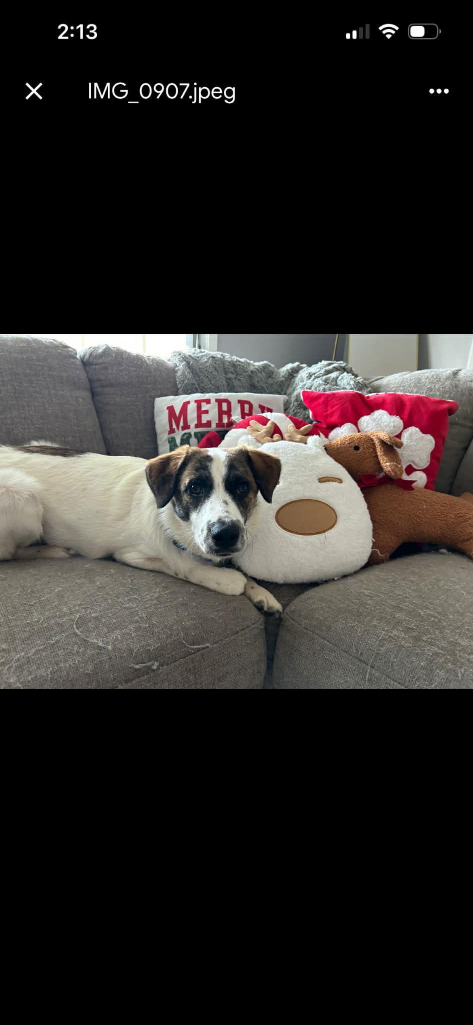 Enlarge London, a Adoptable mixed breed in Springville, NY image 2/3