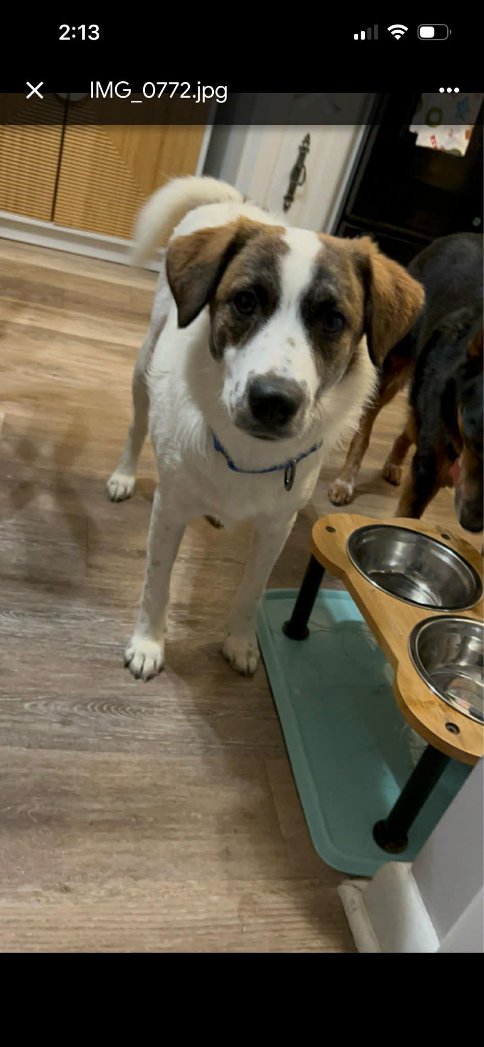 Enlarge London, a Adoptable mixed breed in Springville, NY image 3/3