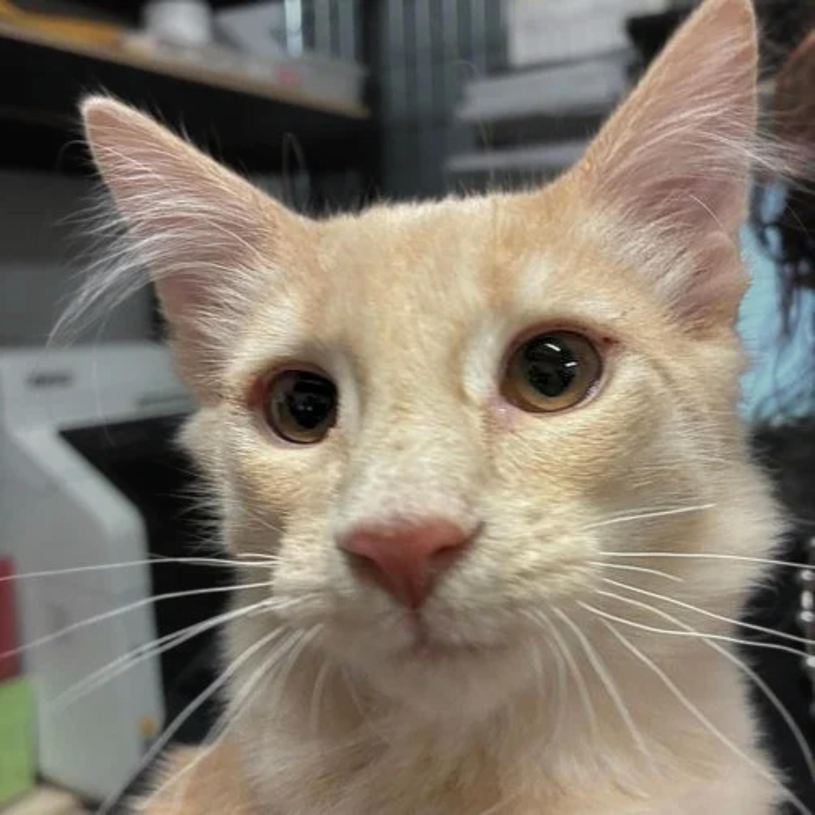 Enlarge Ricky, a Adoptable mixed breed in Santa Fe, NM image 2/6