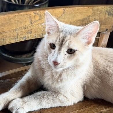 Enlarge Ricky, a Adoptable mixed breed in Santa Fe, NM image 4/6
