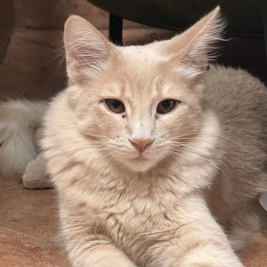 Ricky, Adoptable, Kitten Male Domestic Medium Hair.