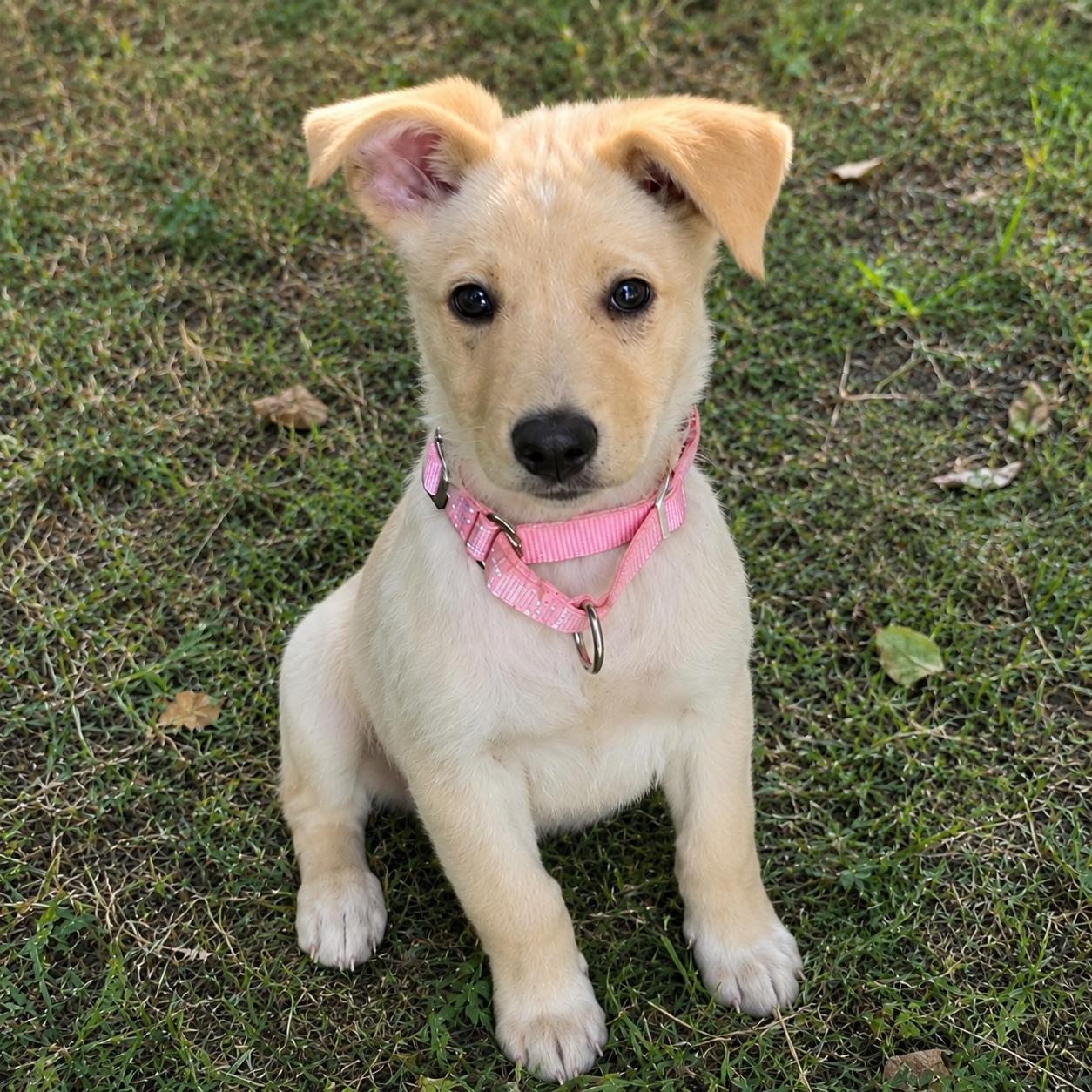 Autumn, ADOPTABLE, Puppy Female Mixed Breed.