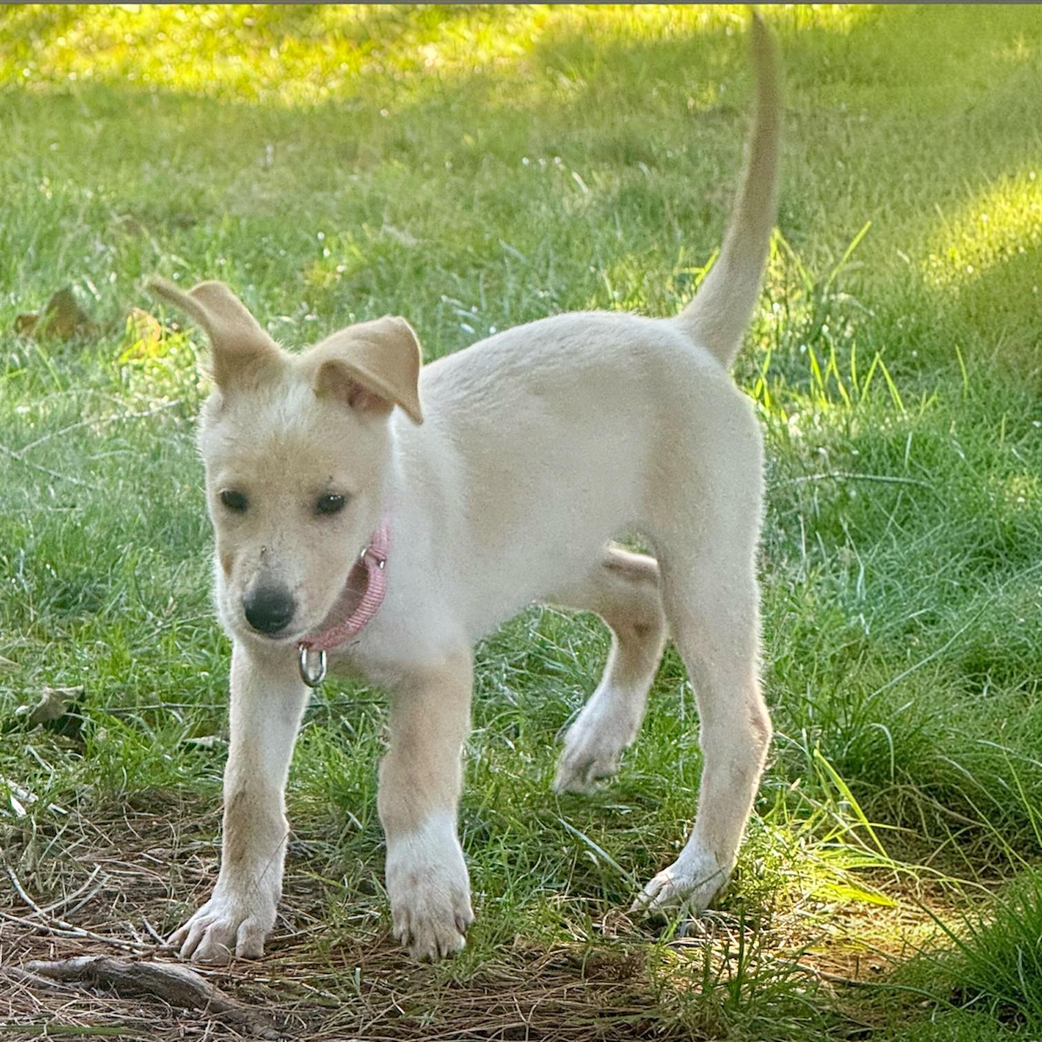 Autumn, a ADOPTABLE Mixed Breed in Hillsborough, NJ image 2/6
