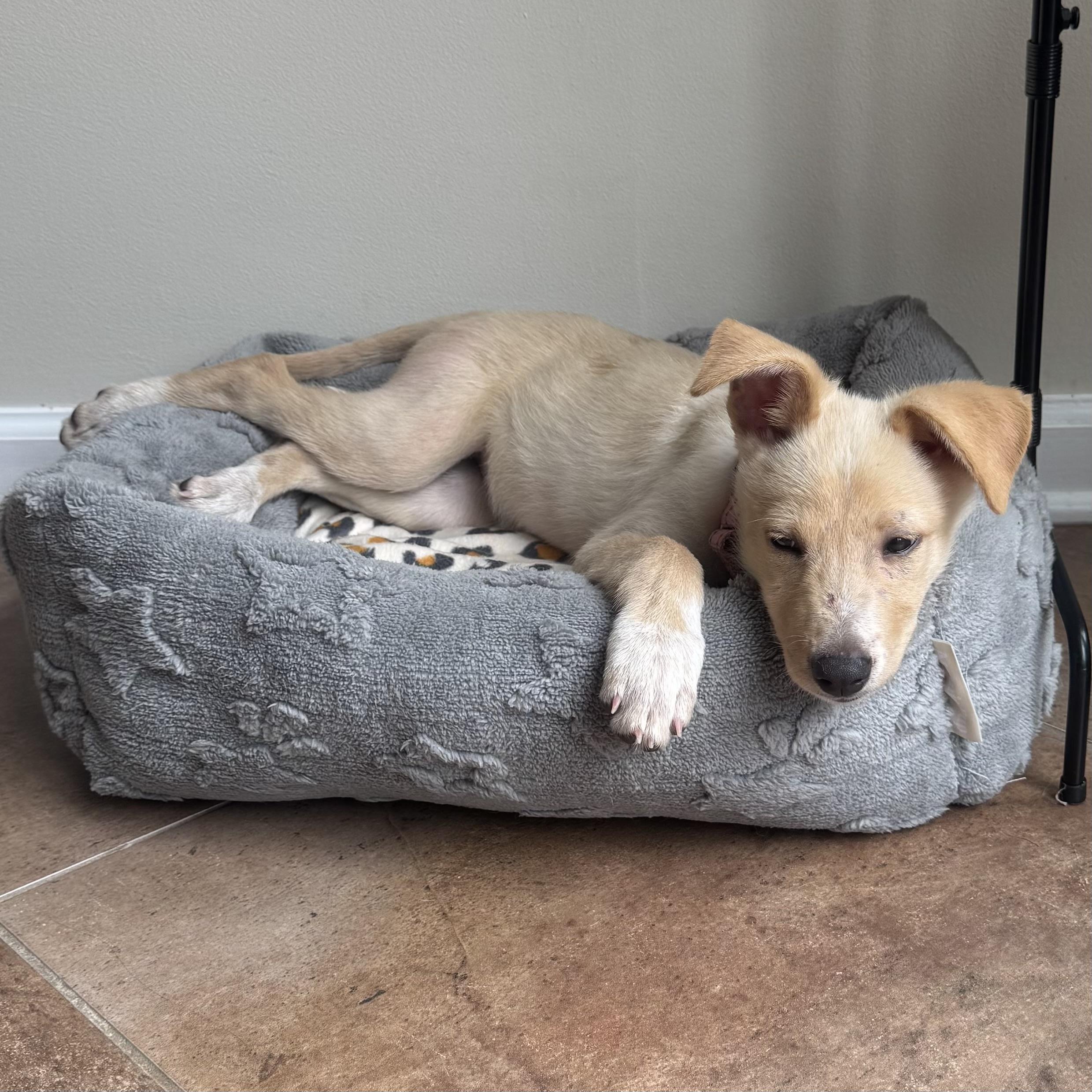Autumn, a ADOPTABLE Mixed Breed in Hillsborough, NJ image 5/6