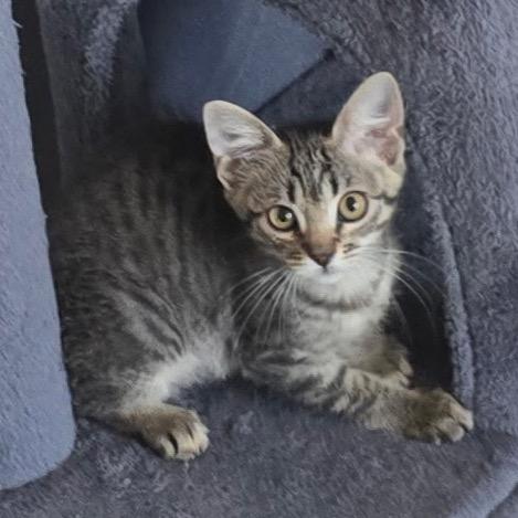 Pogo, Adoptable, Kitten Male Domestic Short Hair.