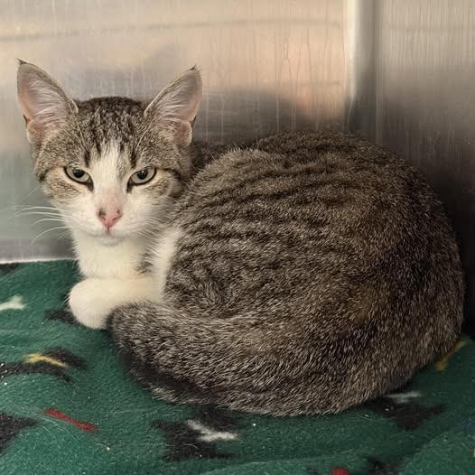 Enlarge Plusle, a Adoptable Domestic Short Hair in Redwood City, CA image 1/1