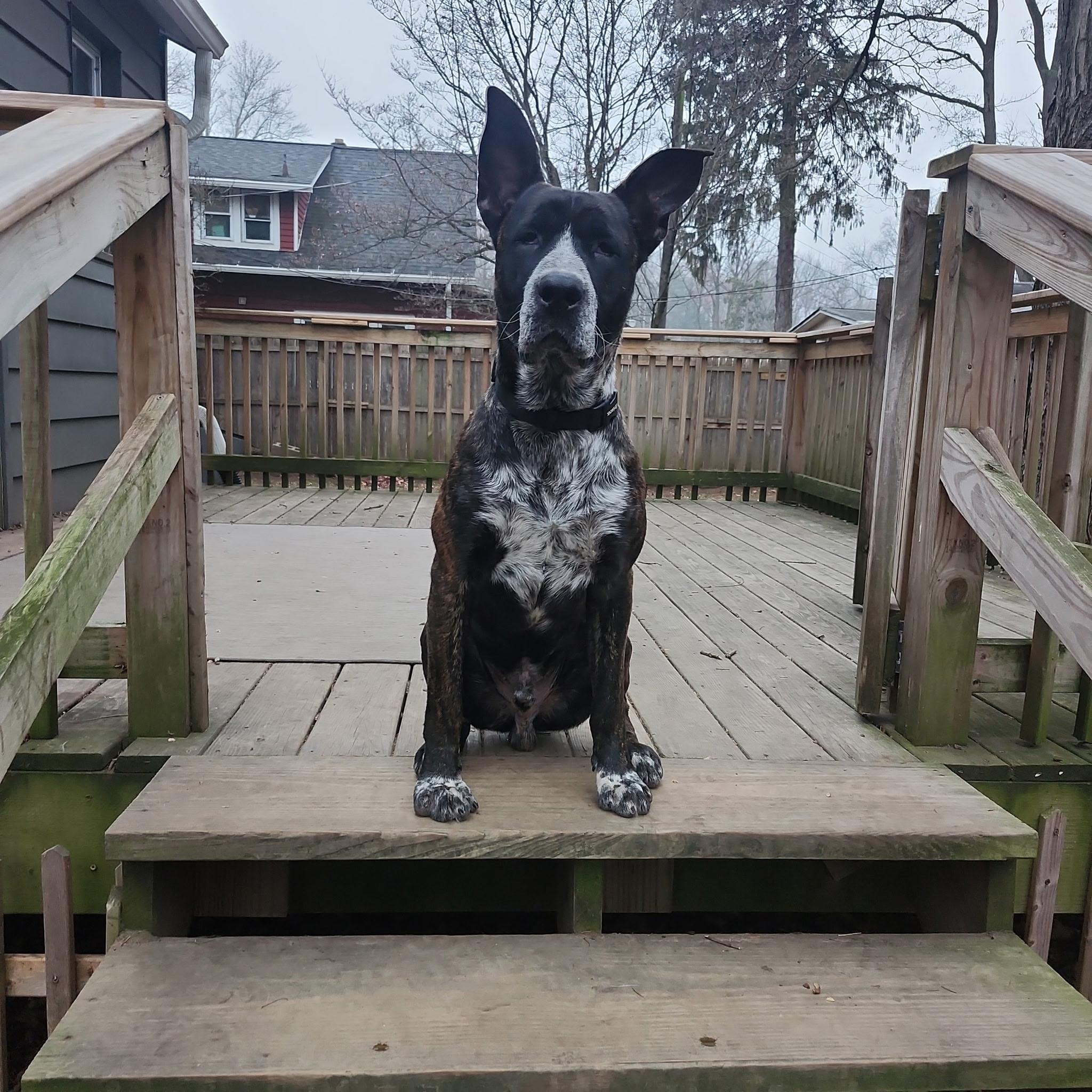 Enlarge Cavallo, a Adoptable mixed breed in tannersville, PA image 4/5