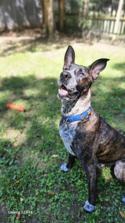 Cavallo, Adoptable, Adult Male Dutch Shepherd & Great Dane.