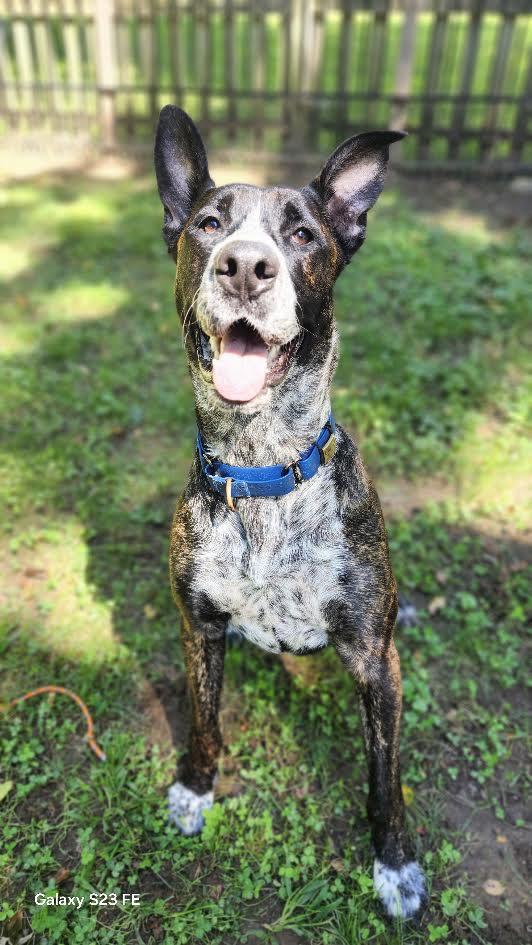 Enlarge Cavallo, a Adoptable mixed breed in tannersville, PA image 2/5