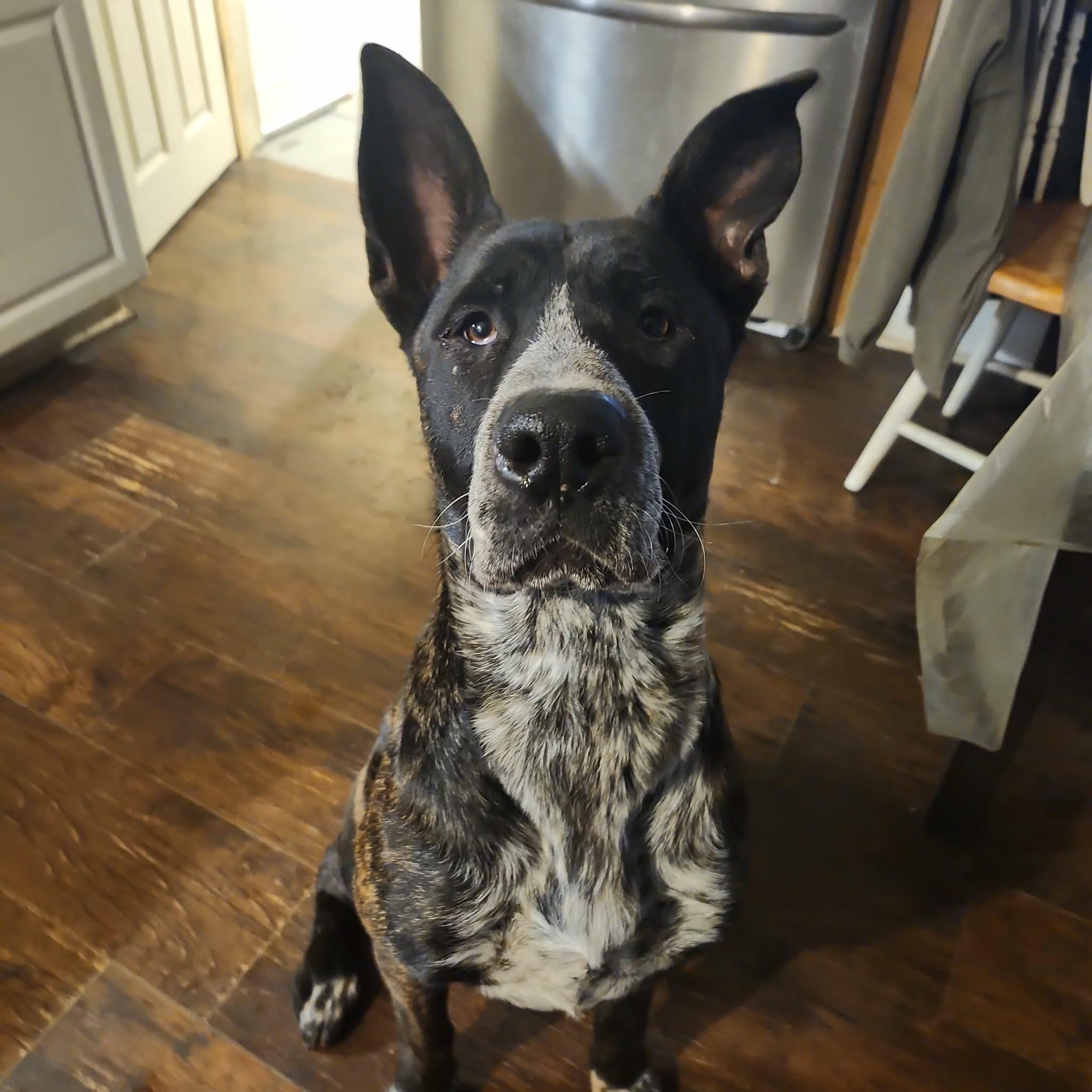 Enlarge Cavallo, a Adoptable mixed breed in tannersville, PA image 5/5