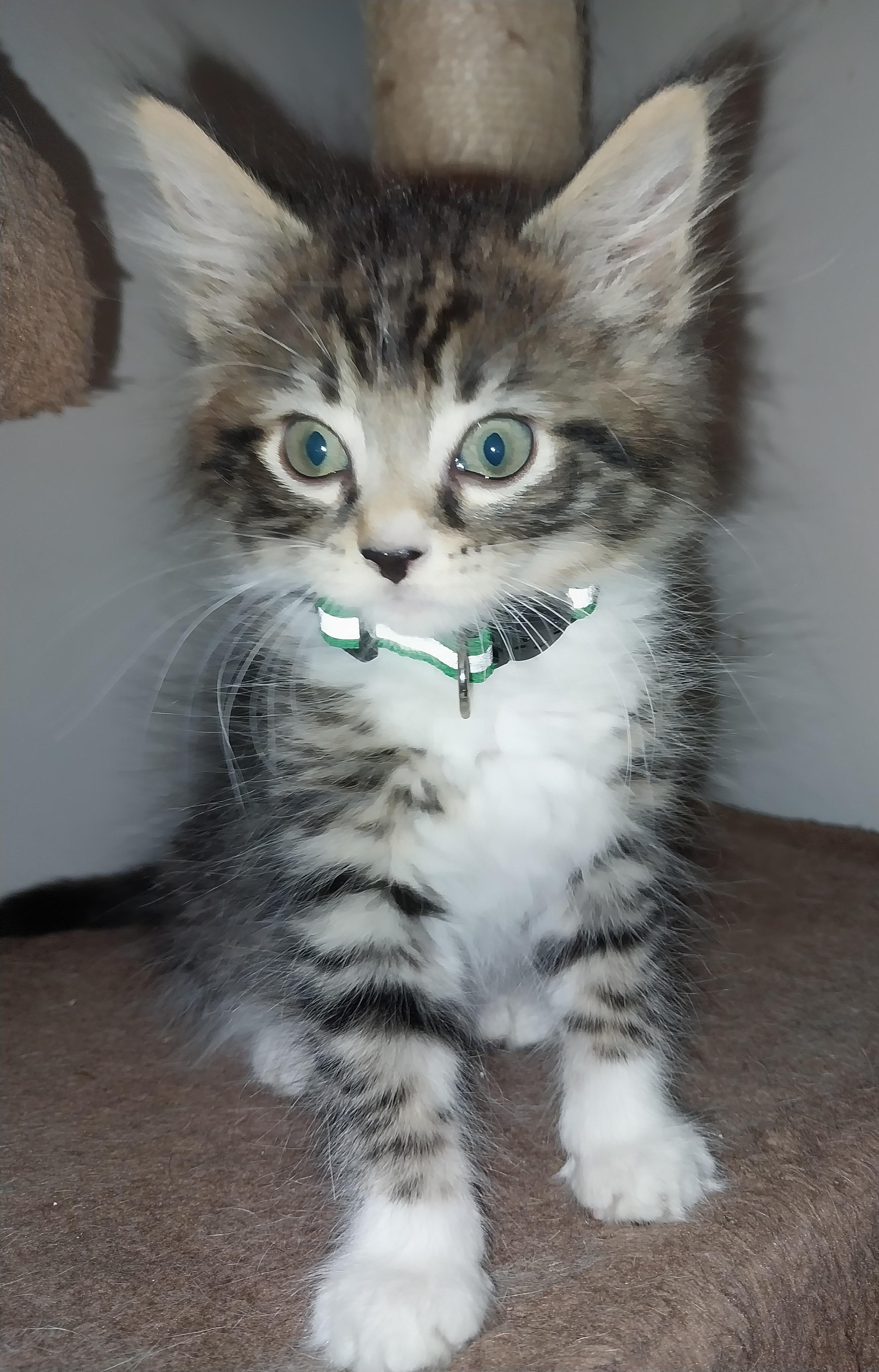 Asa, a Adopted Domestic Long Hair in Aylett, VA image 1/2