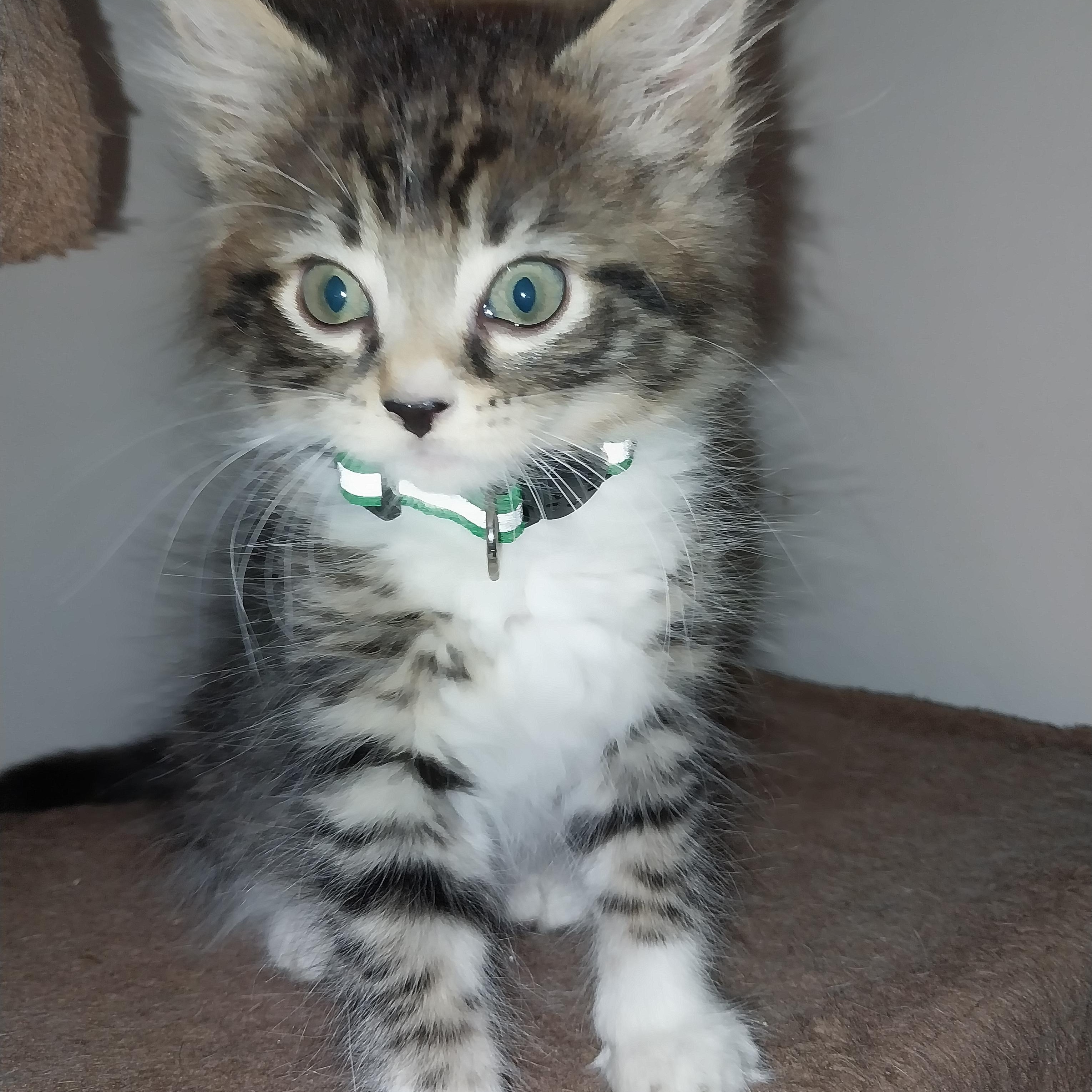Asa, Adopted, Kitten Male Domestic Long Hair.