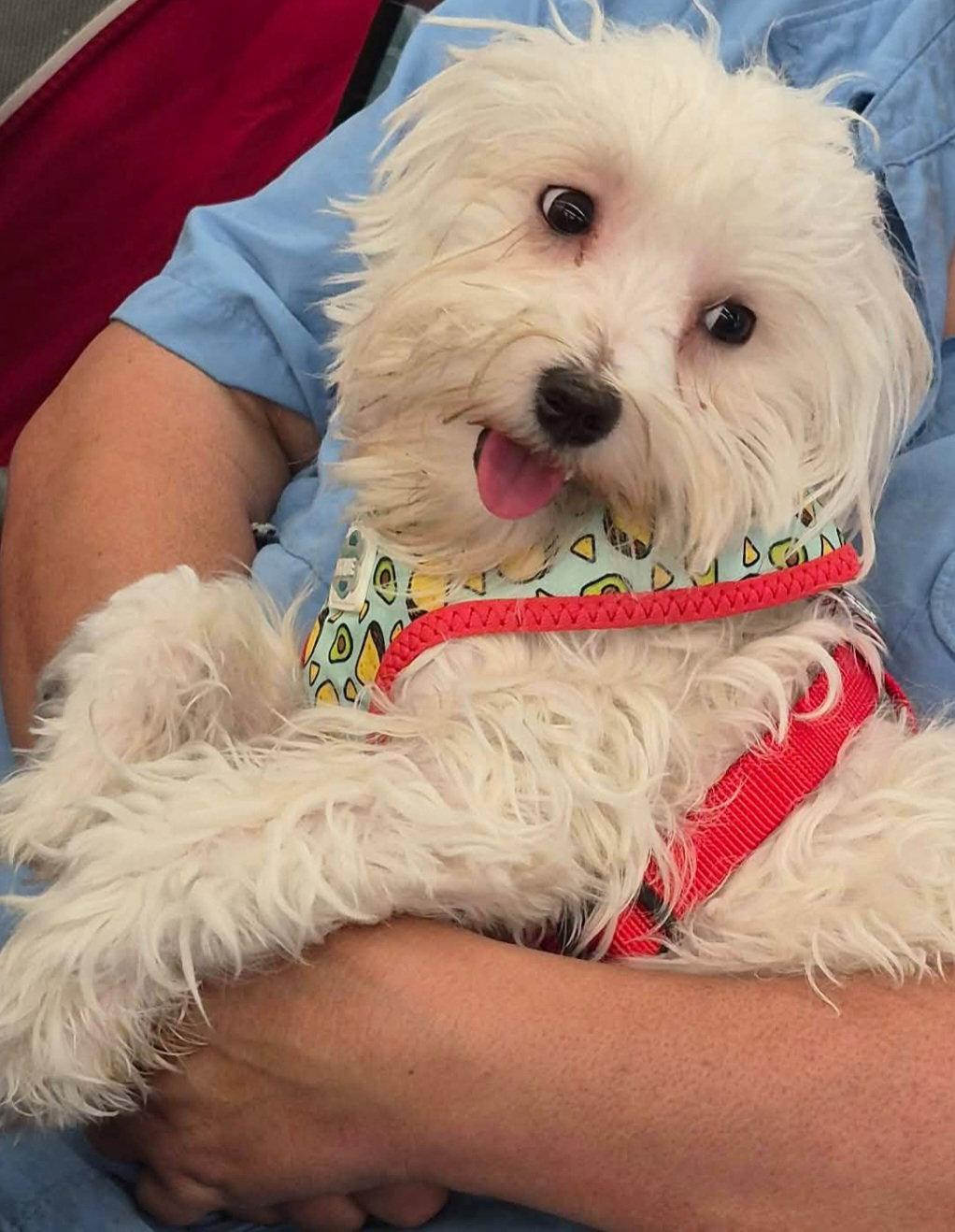 Enlarge Julian, a Adoptable mixed breed in Sanford, FL image 1/1