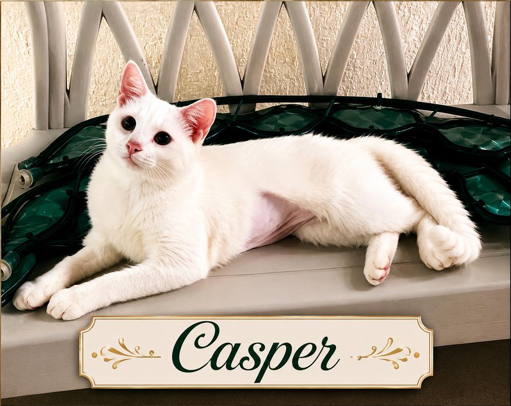 Caspar, Adoptable, Young Male Domestic Short Hair.