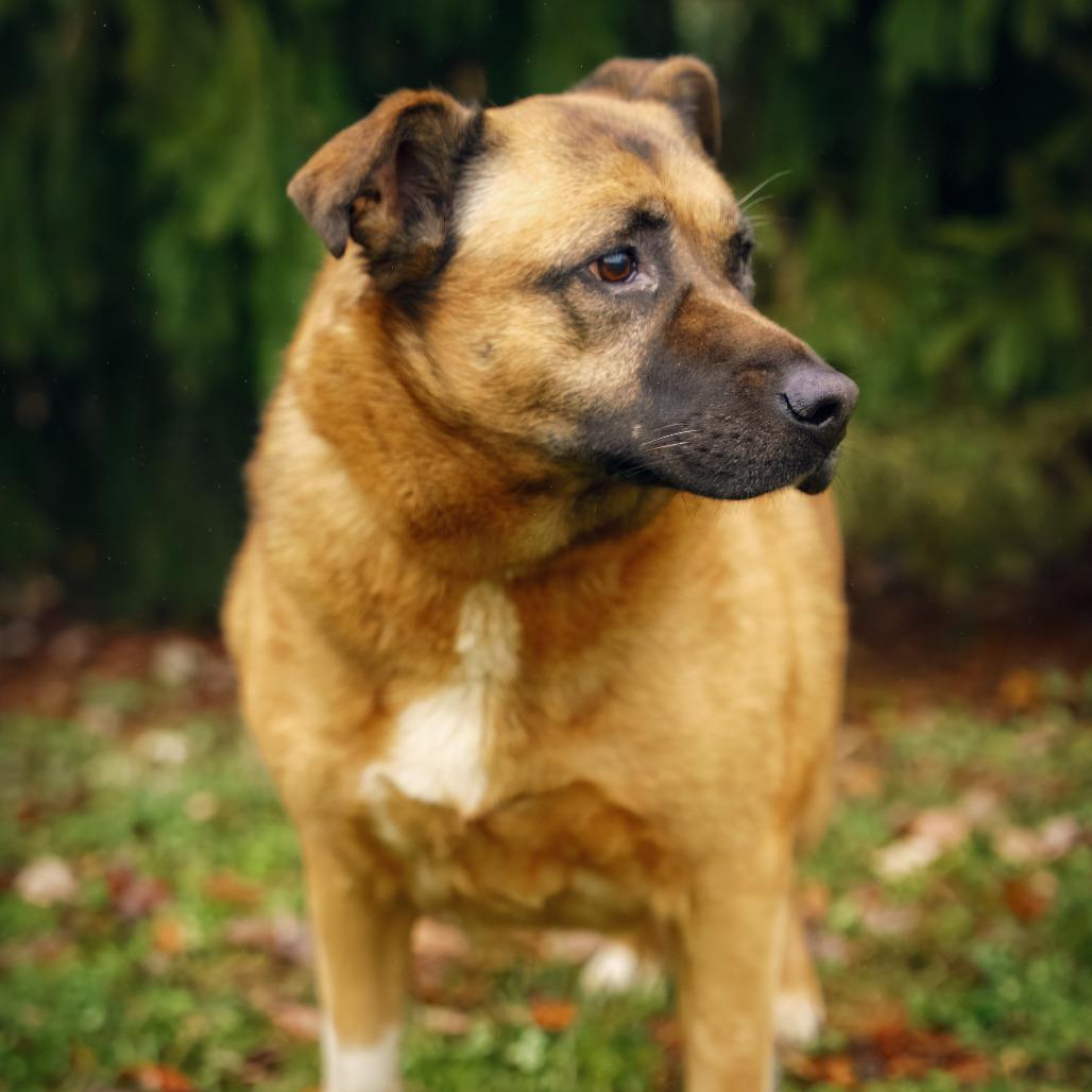 Chloe, a Adoptable Shepherd in Versailles, KY image 1/6
