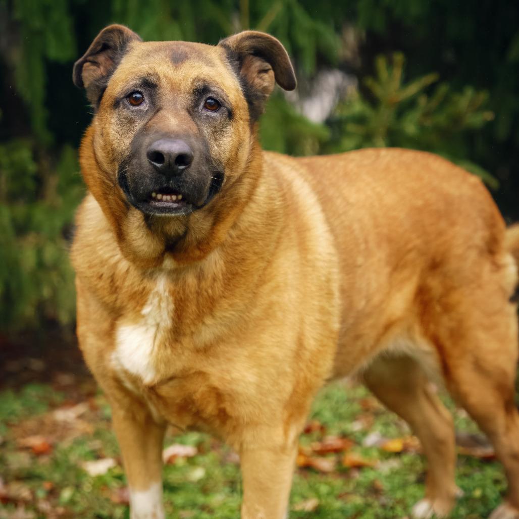 Chloe, a Adoptable Shepherd in Versailles, KY image 2/6