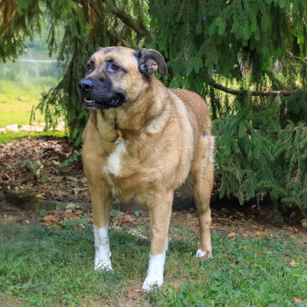 Chloe, a Adoptable Shepherd in Versailles, KY image 3/6