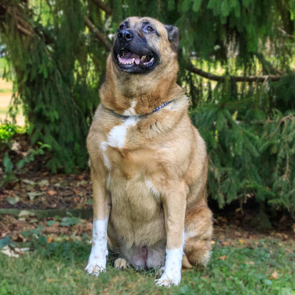 Chloe, a Adoptable Shepherd in Versailles, KY image 4/6