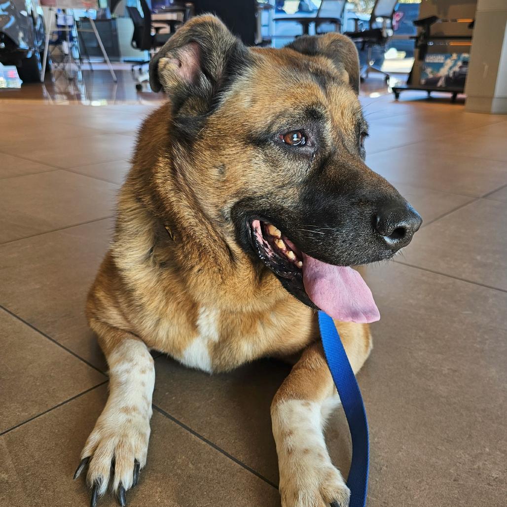 Chloe, a Adoptable Shepherd in Versailles, KY image 5/6