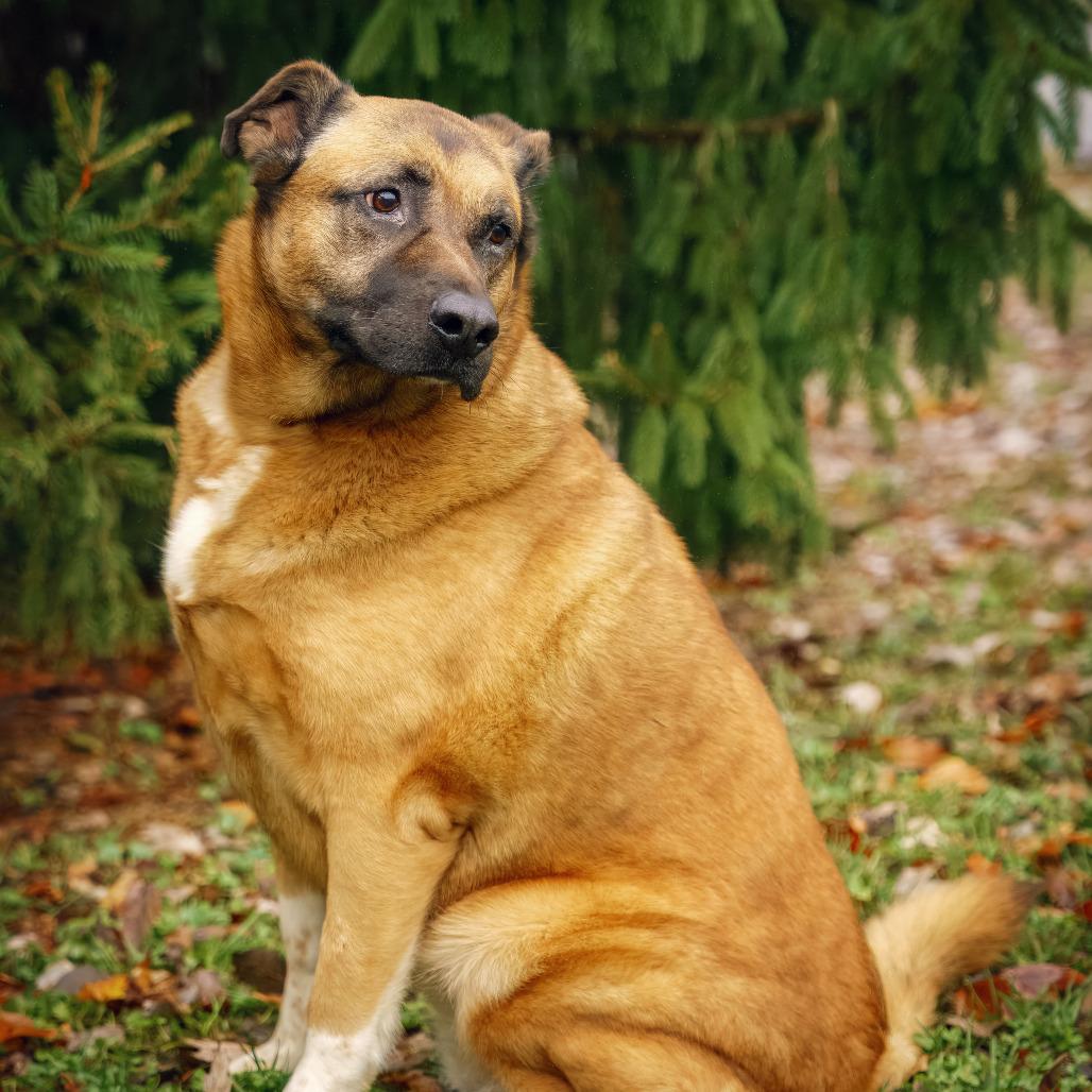 Chloe, a Adoptable Shepherd in Versailles, KY image 6/6