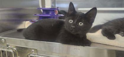 Raven, Adoptable, Kitten Female Domestic Short Hair & Domestic Short Hair.