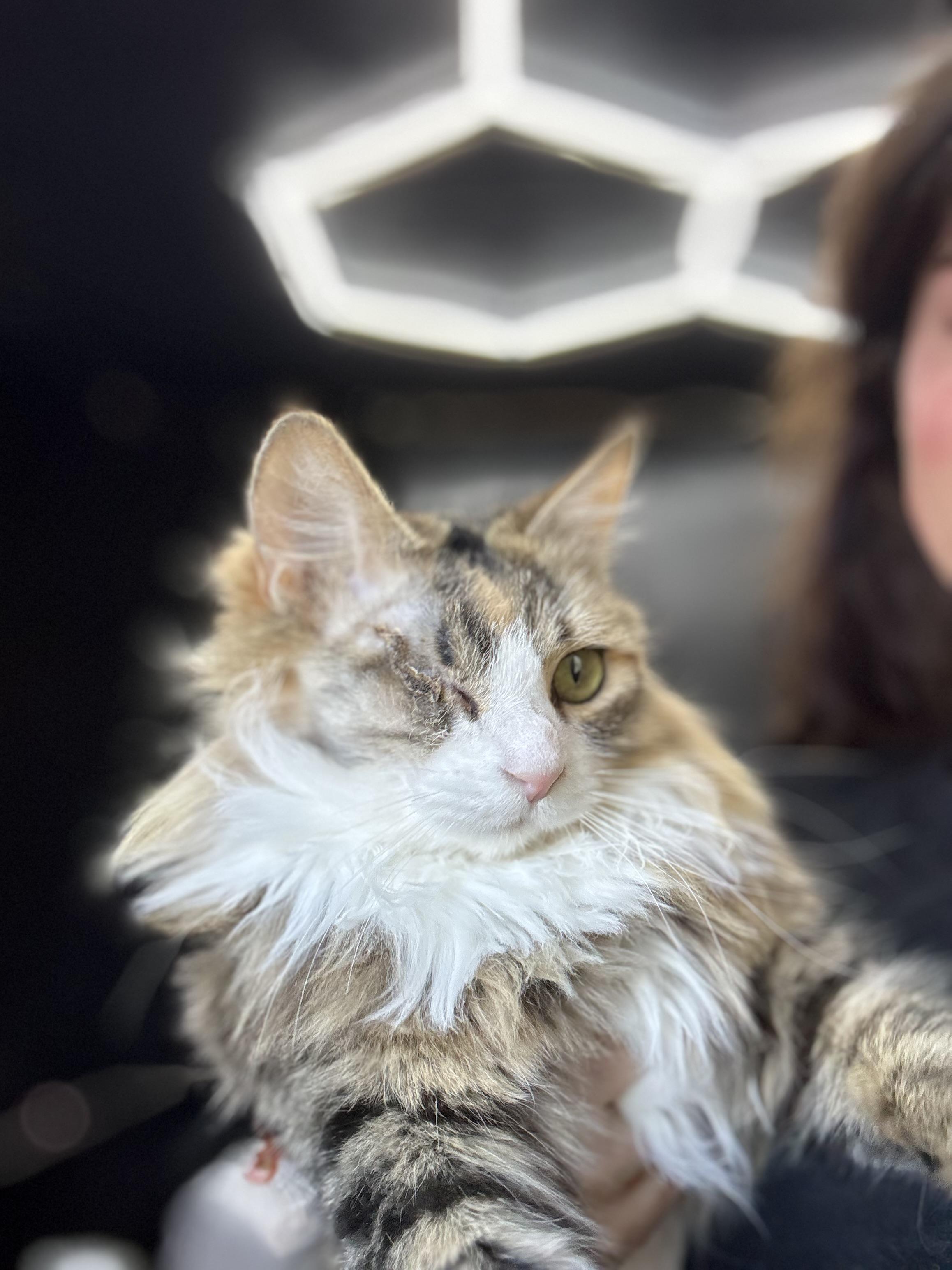 Enlarge Jane, a Adoptable mixed breed in Petaluma, CA image 2/2