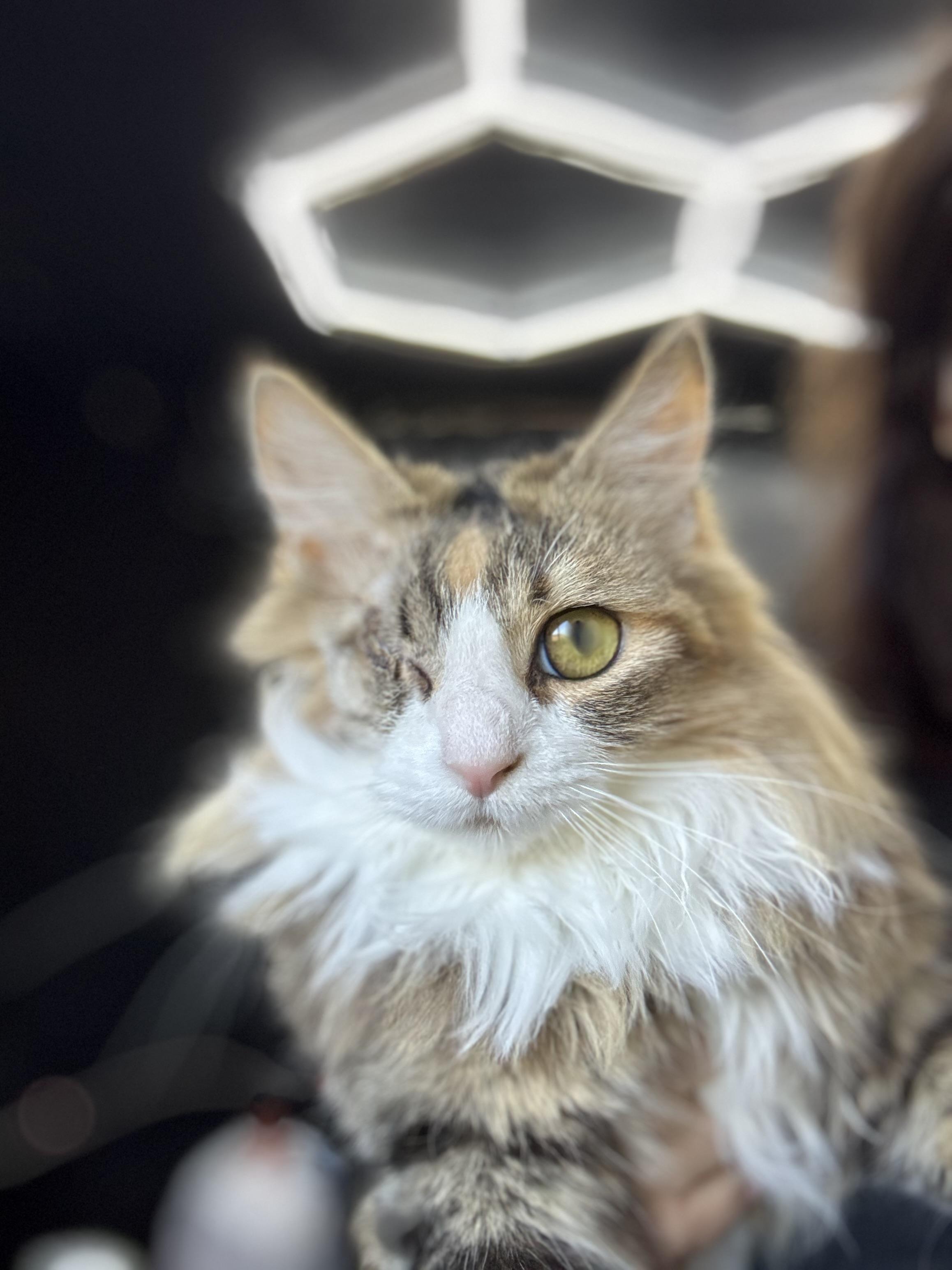 Enlarge Jane, a Adoptable mixed breed in Petaluma, CA image 1/2