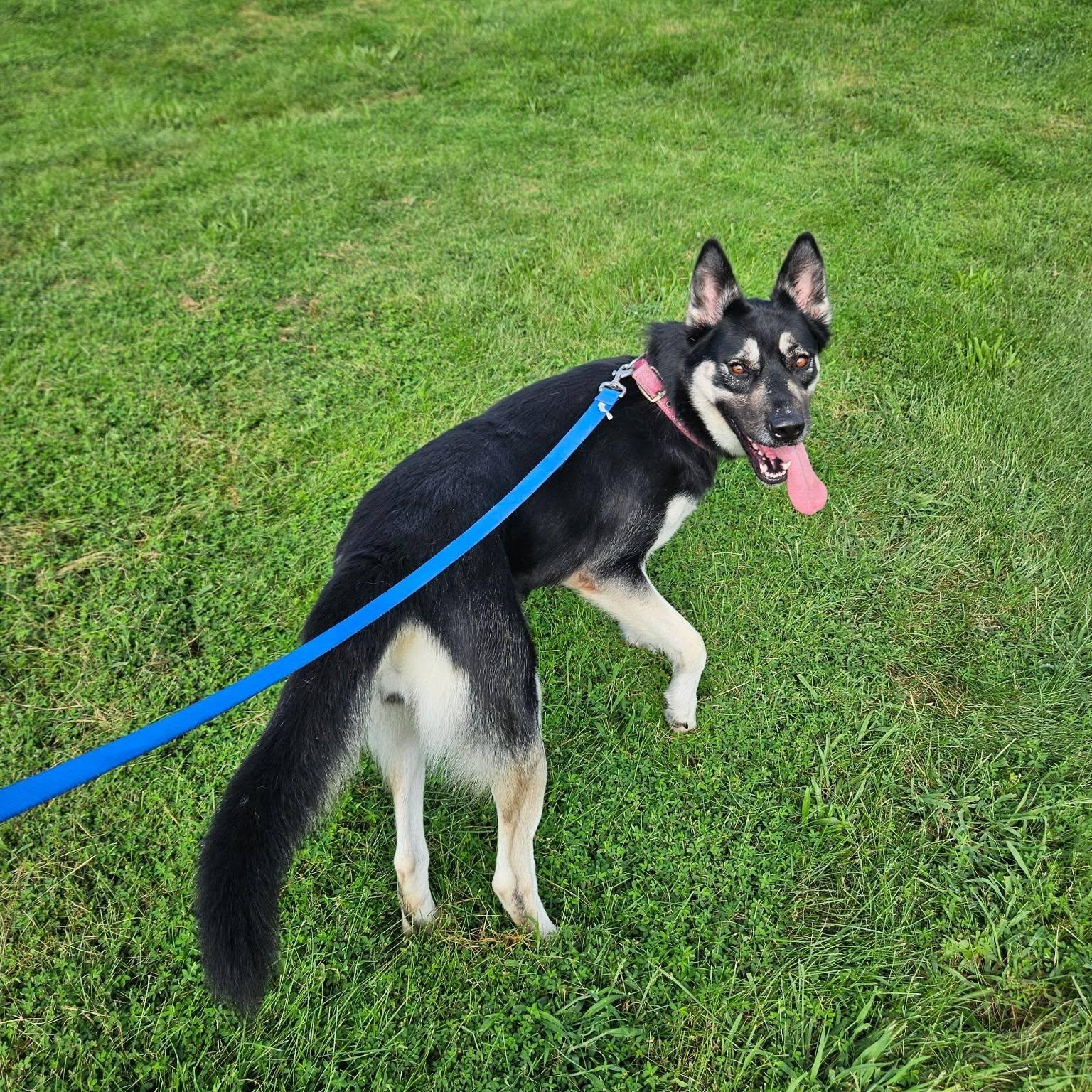 Enlarge Skylar, a Adoptable mixed breed in Chesterfield, MO image 3/6
