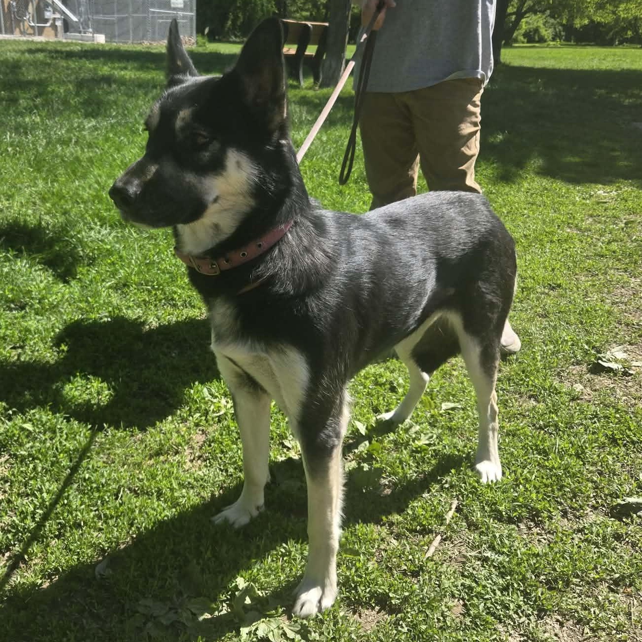 Enlarge Skylar, a Adoptable mixed breed in Chesterfield, MO image 1/1