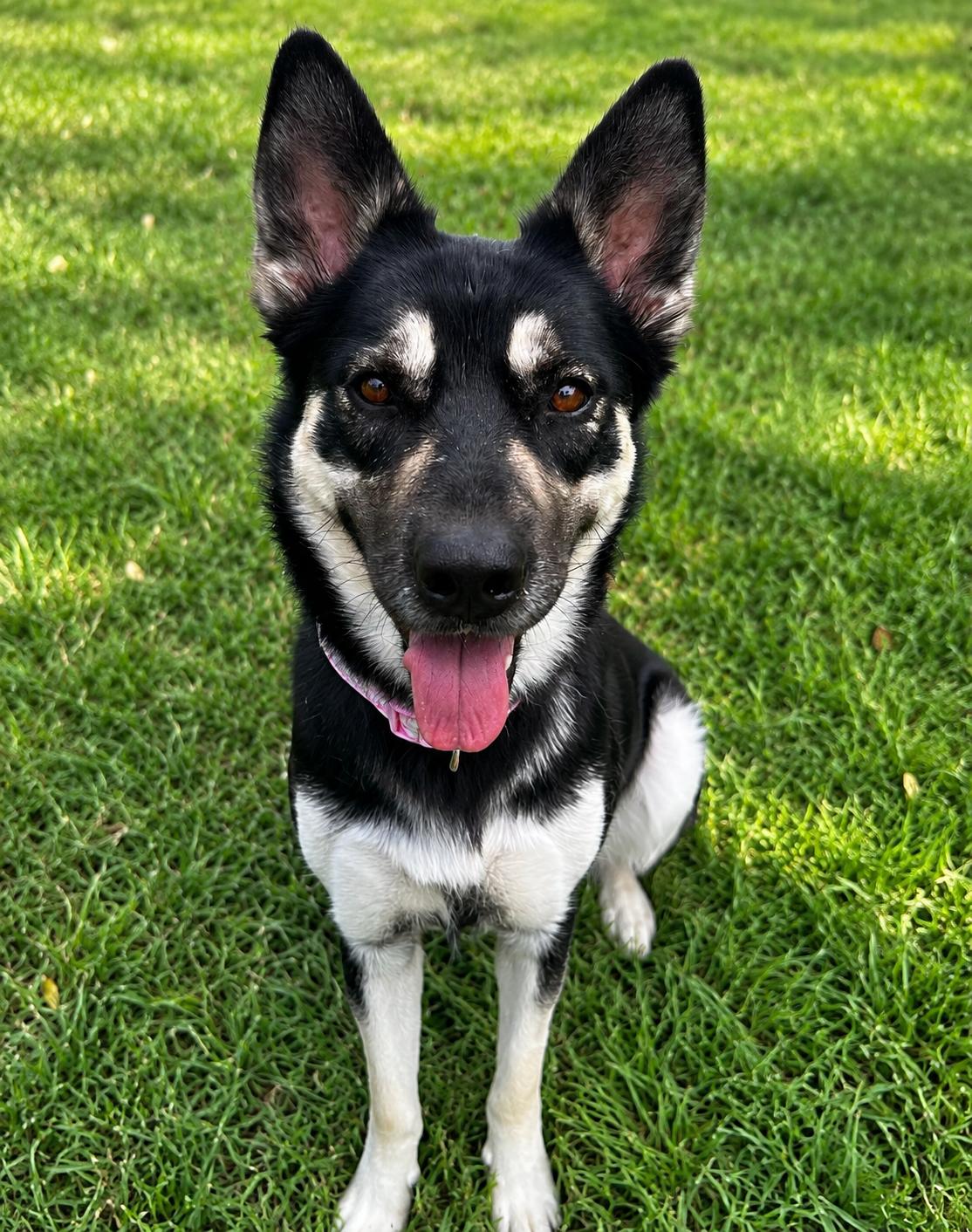 Enlarge Skylar, a Adoptable mixed breed in Chesterfield, MO image 4/6