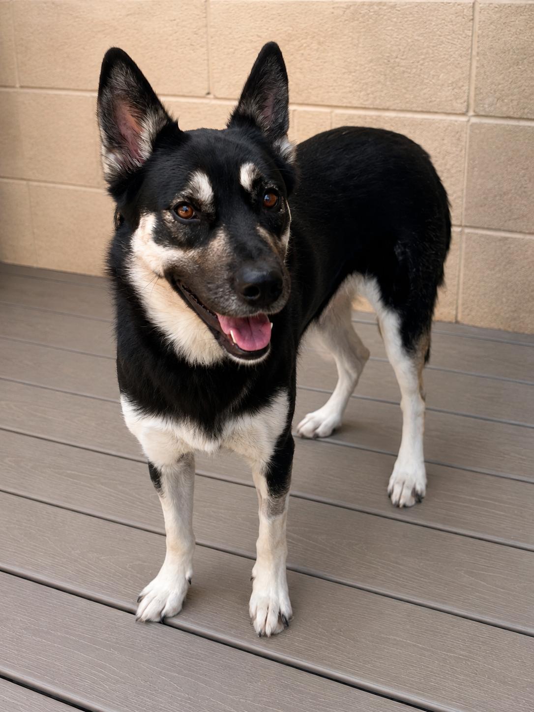Skylar, Adoptable, Young Female German Shepherd Dog & Husky.