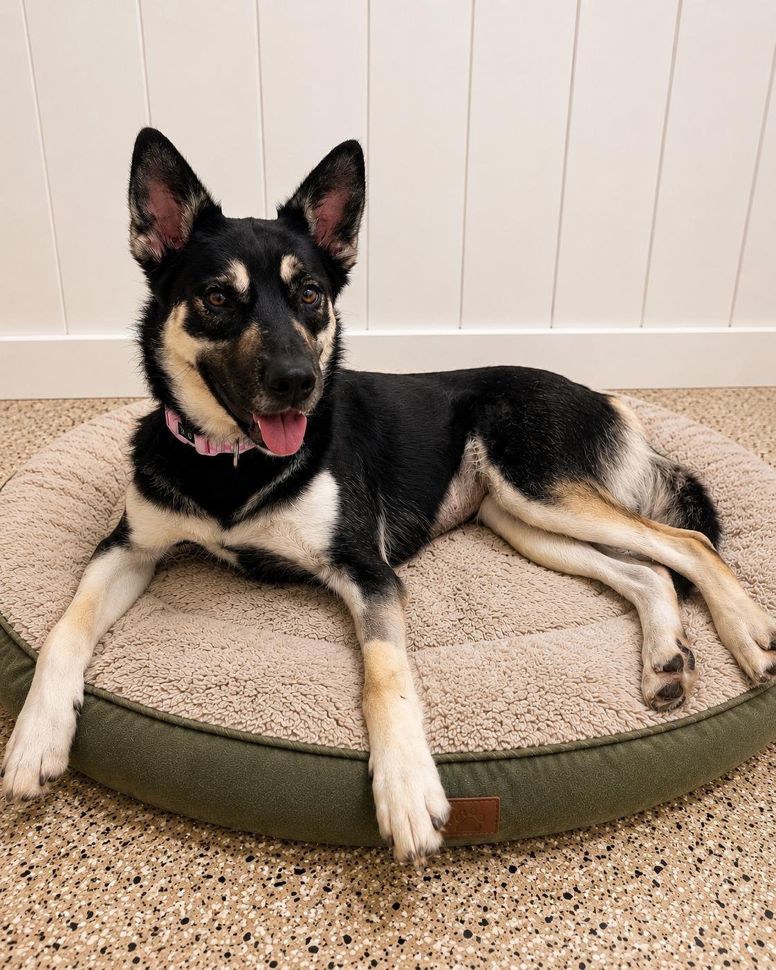 Enlarge Skylar, a Adoptable mixed breed in Chesterfield, MO image 6/6